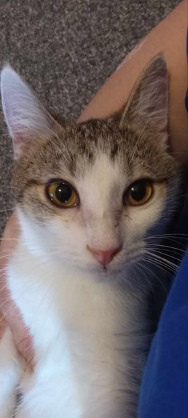 Andromeda, a Adoptable Domestic Short Hair in Tilton, IL image 3/6