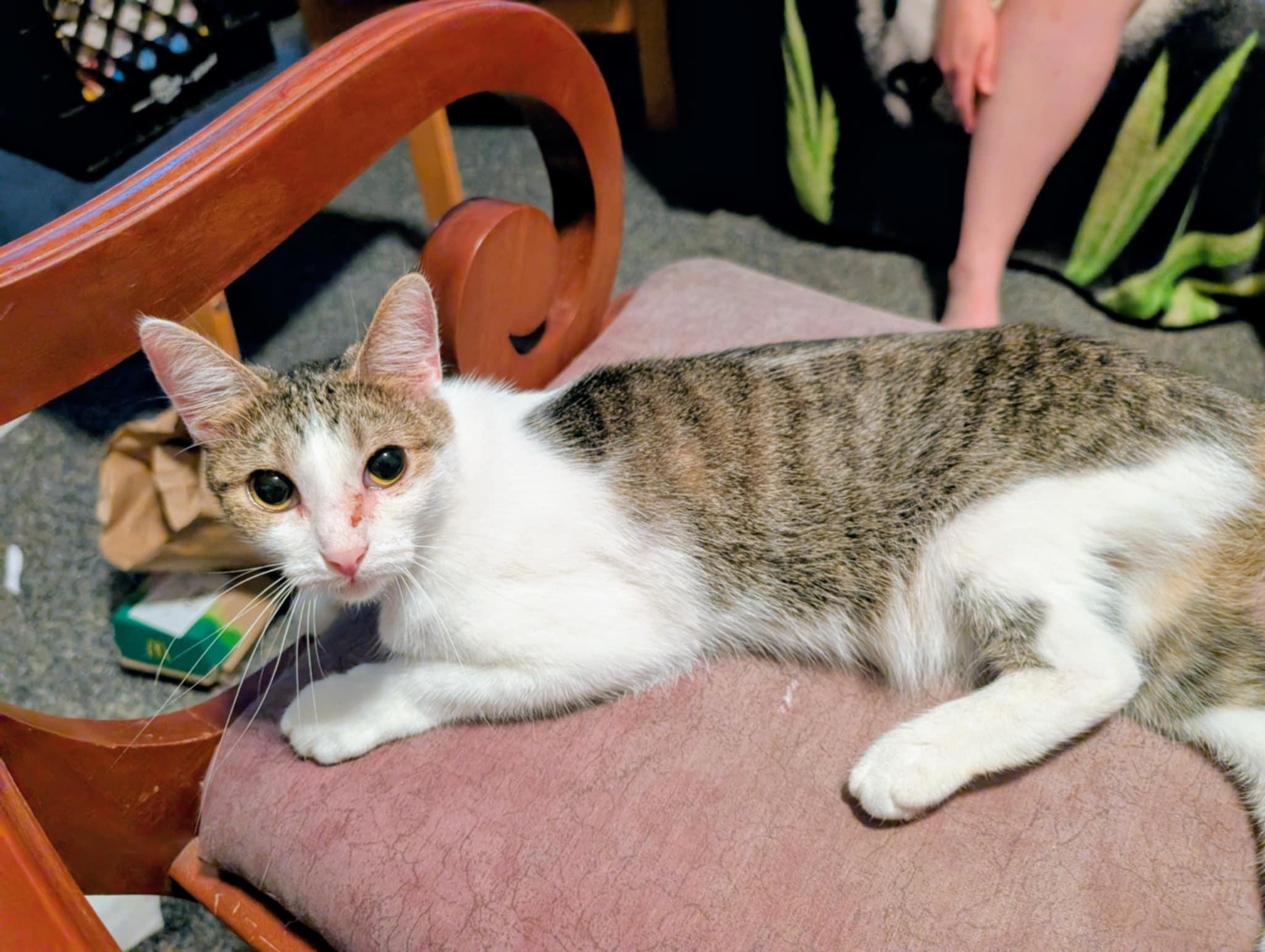 Andromeda, a Adoptable Domestic Short Hair in Tilton, IL image 2/6