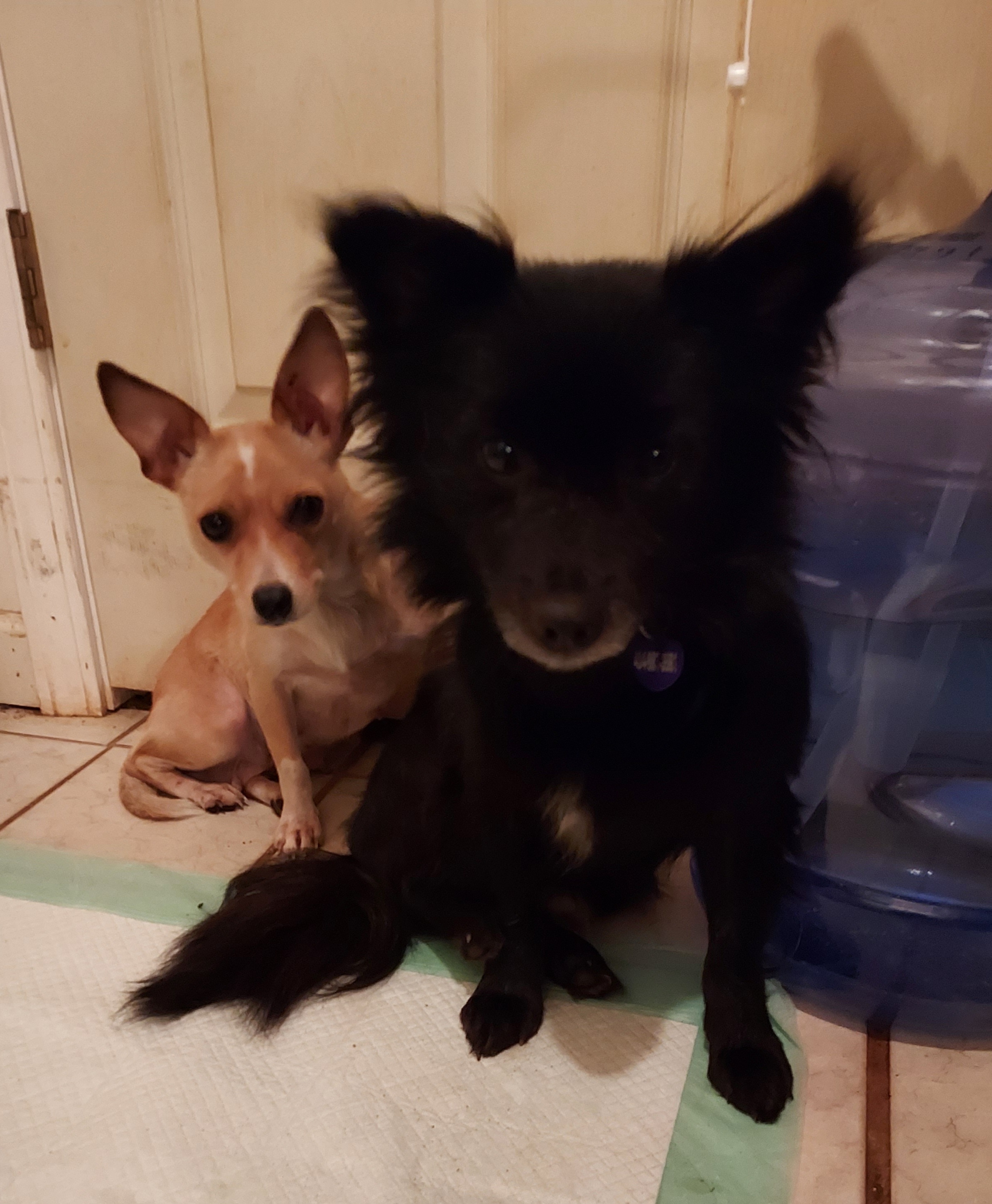 Robear, Senior Male Pomeranian