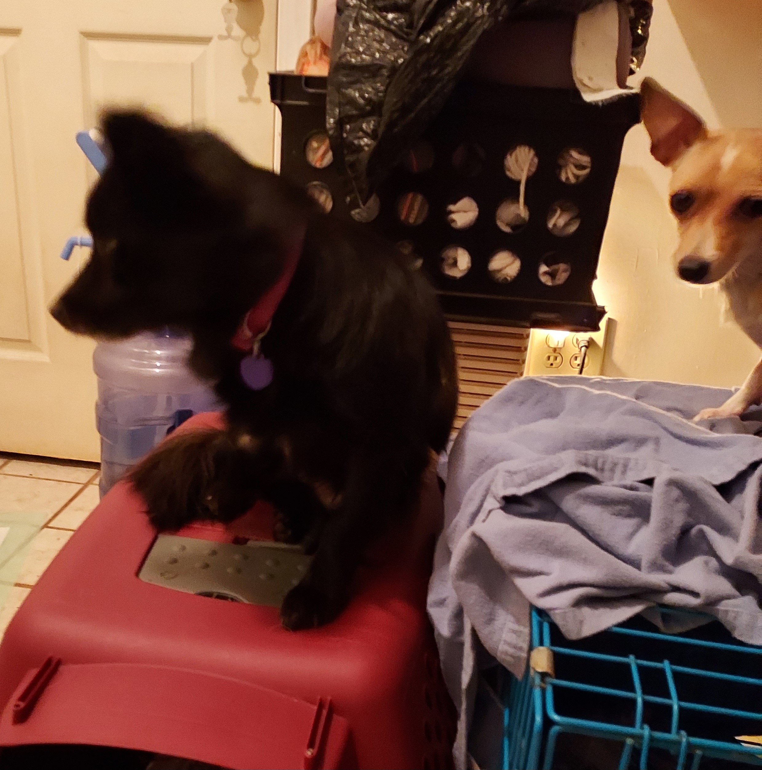 Enlarge Robear, a Adoptable Pomeranian in Acworth, GA image 2/4