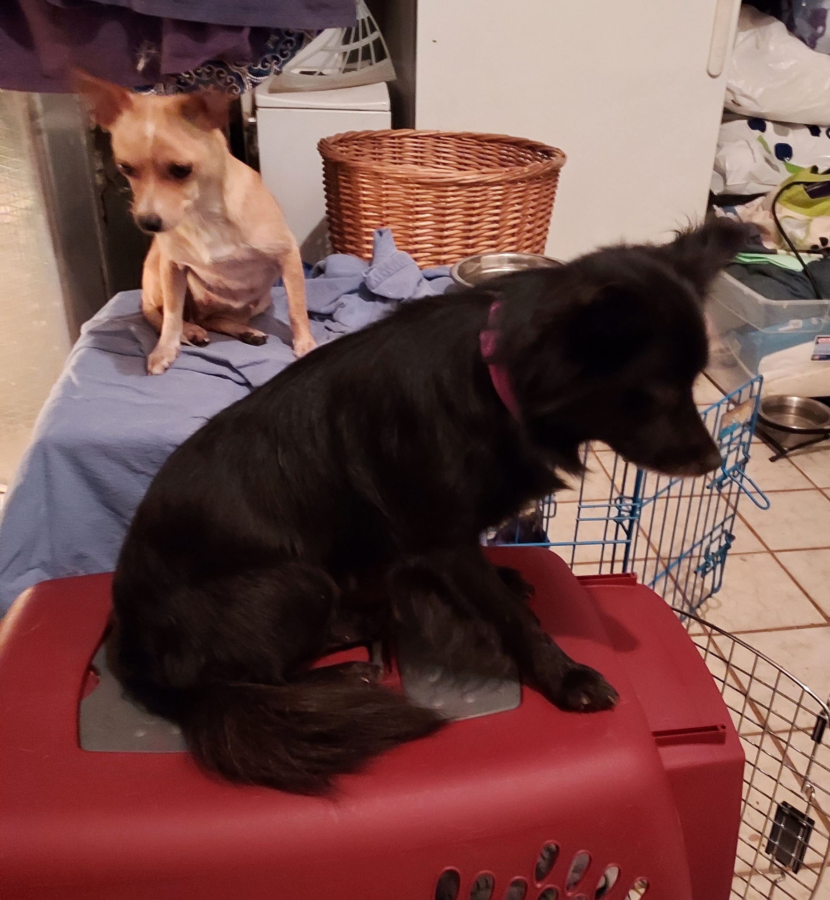 Enlarge Robear, a Adoptable Pomeranian in Acworth, GA image 3/4