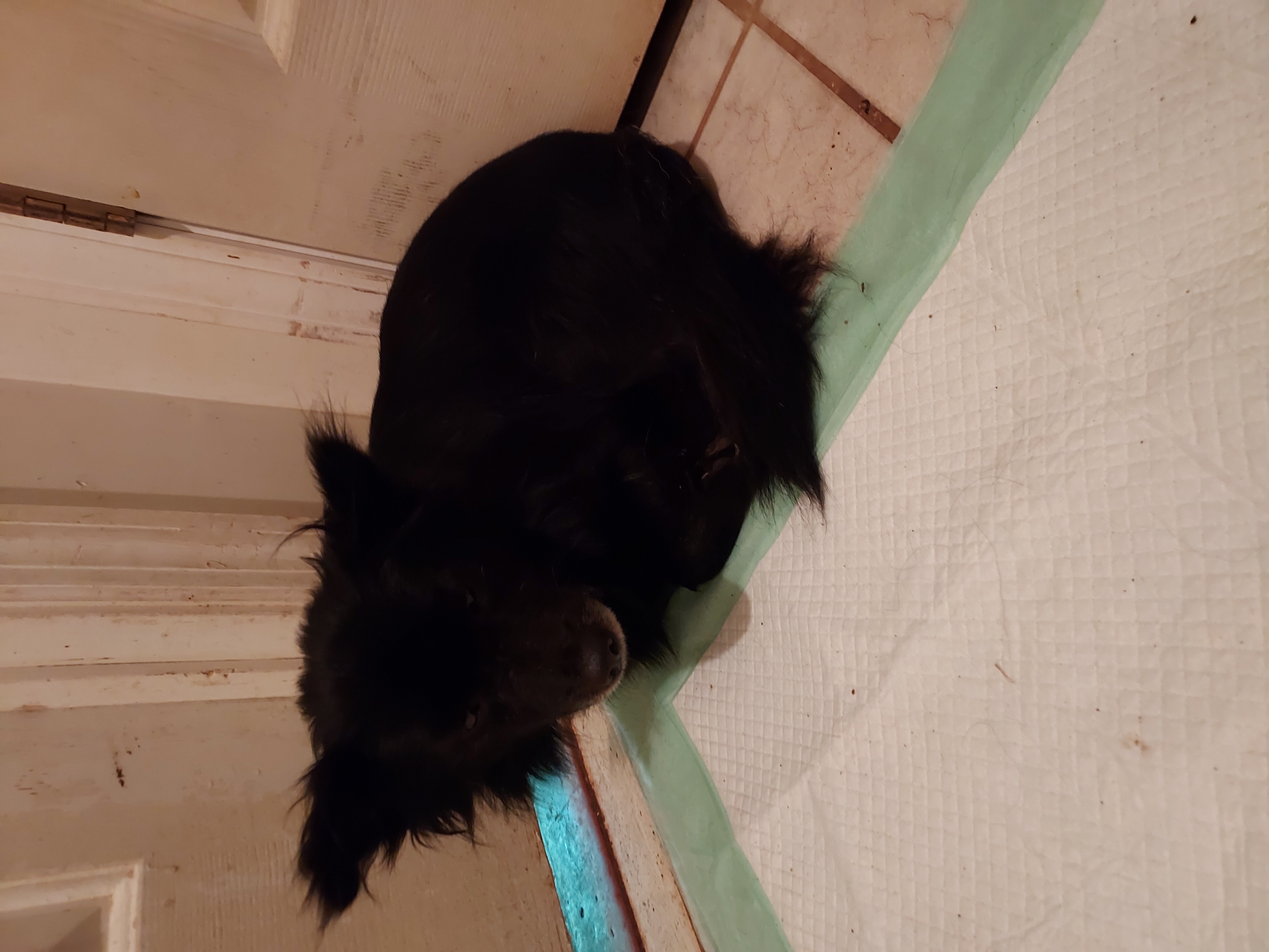 Enlarge Robear, a Adoptable Pomeranian in Acworth, GA image 4/4