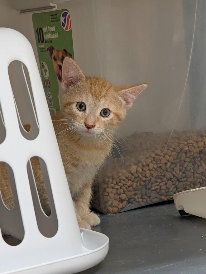 Enlarge Zepher, an adopted American Shorthair in Waupun, WI image 2/3