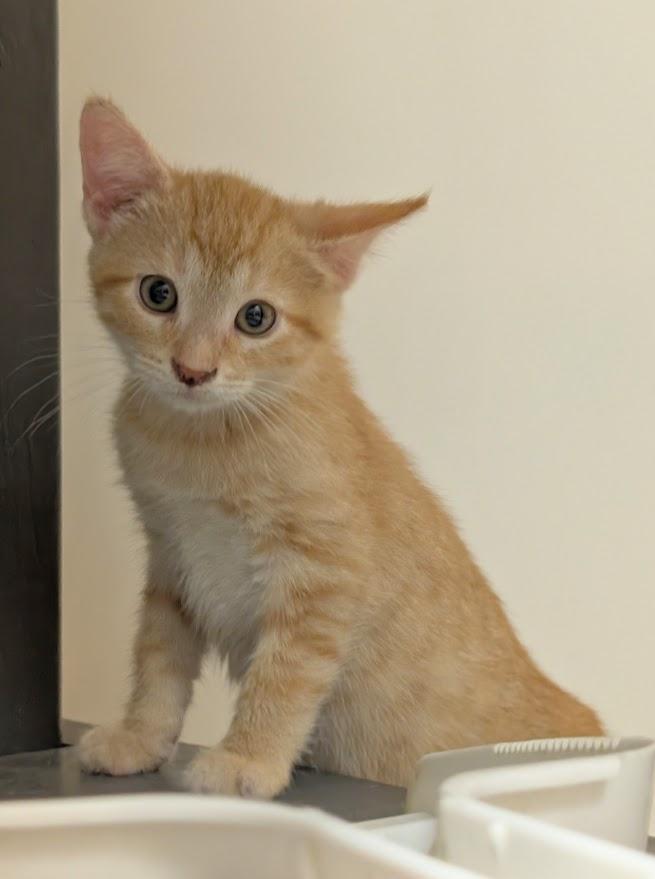 Enlarge Zepher, an adopted American Shorthair in Waupun, WI image 3/3