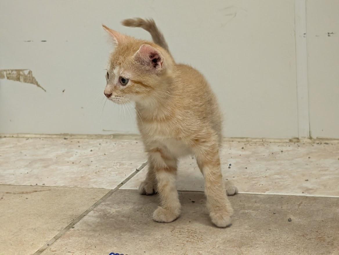 Zepher, adopted, Young Male American Shorthair.