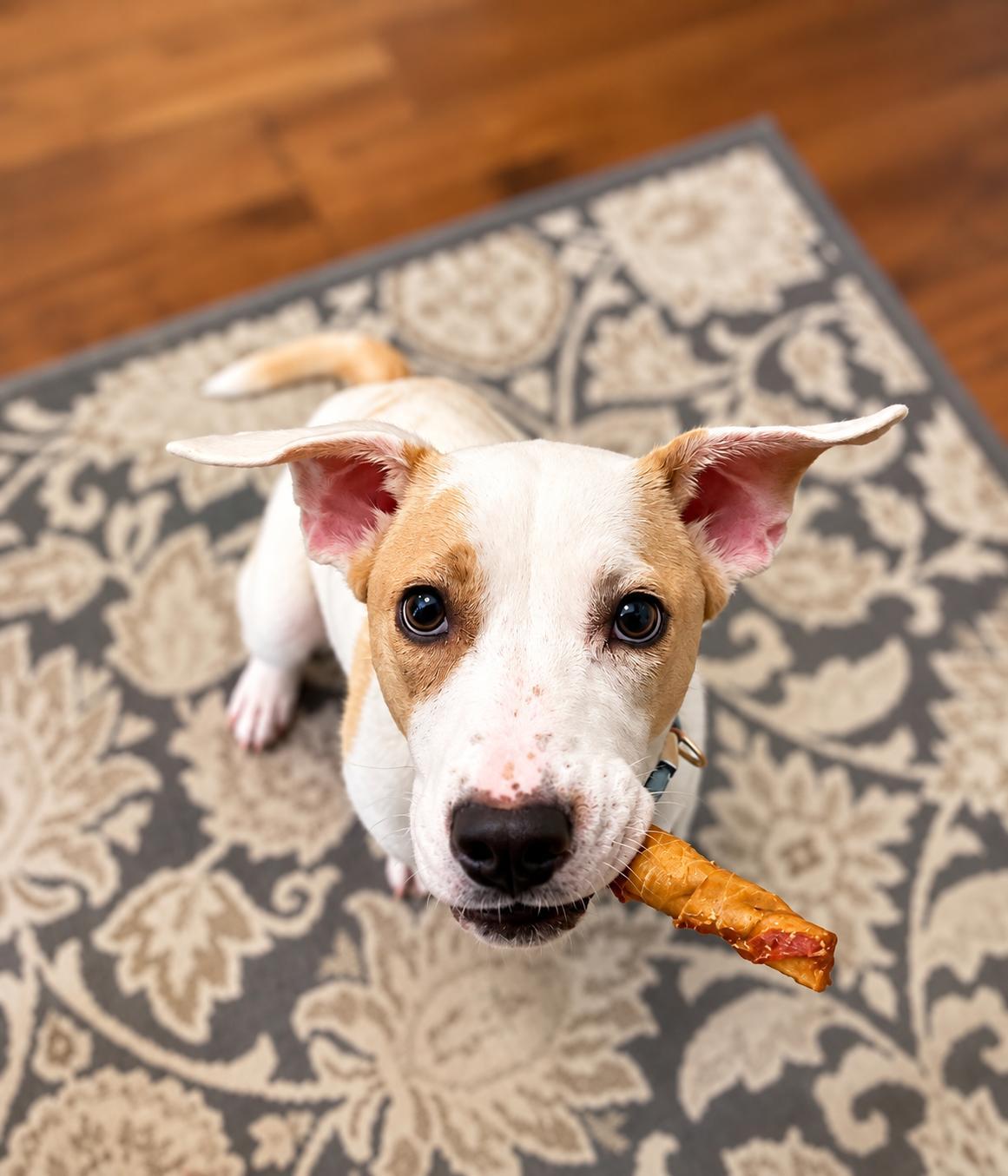 Enlarge Scarlet, a Adoptable mixed breed in Antioch, IL image 3/4