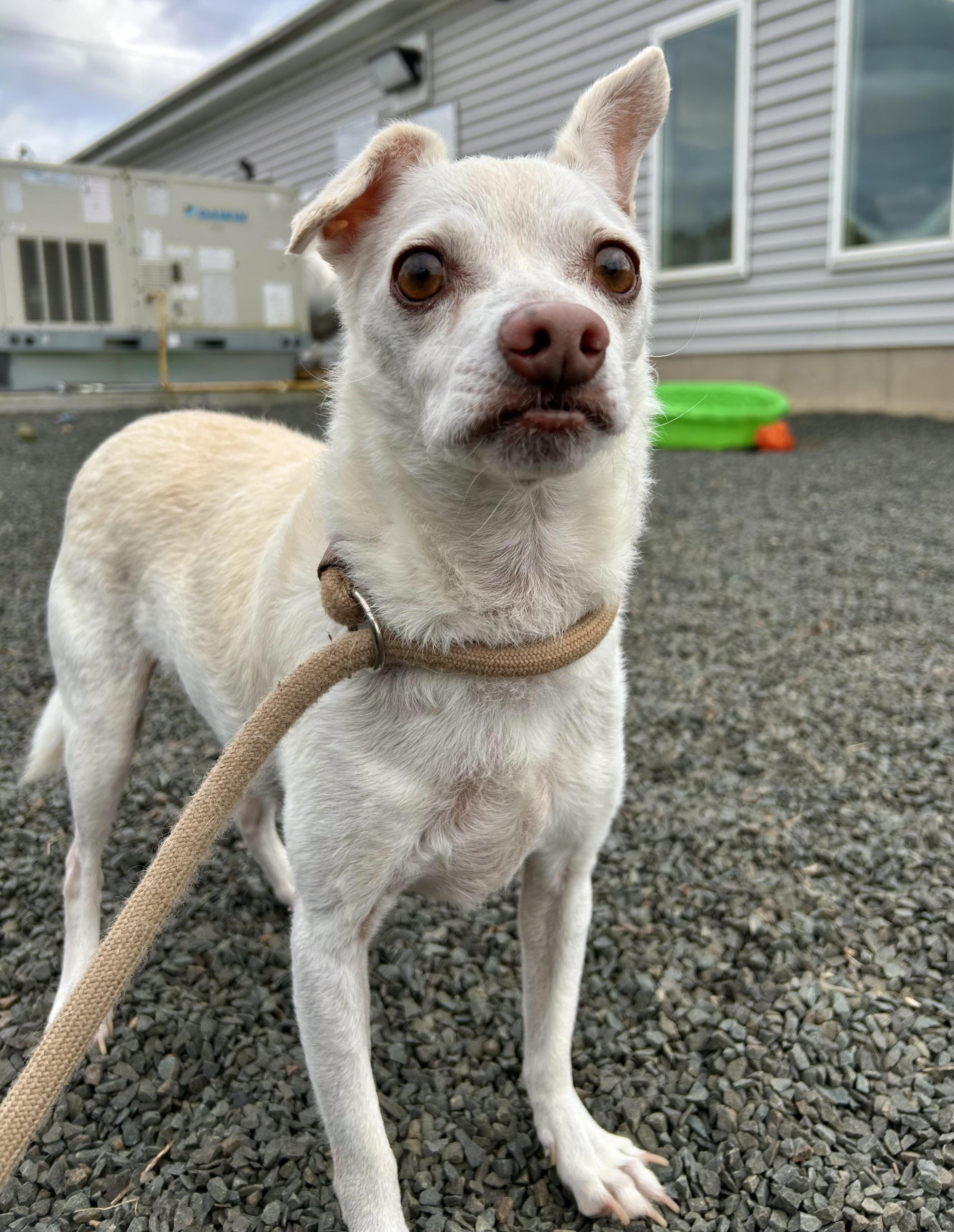 JimiChanga, Adoptable, Senior Female Chihuahua.