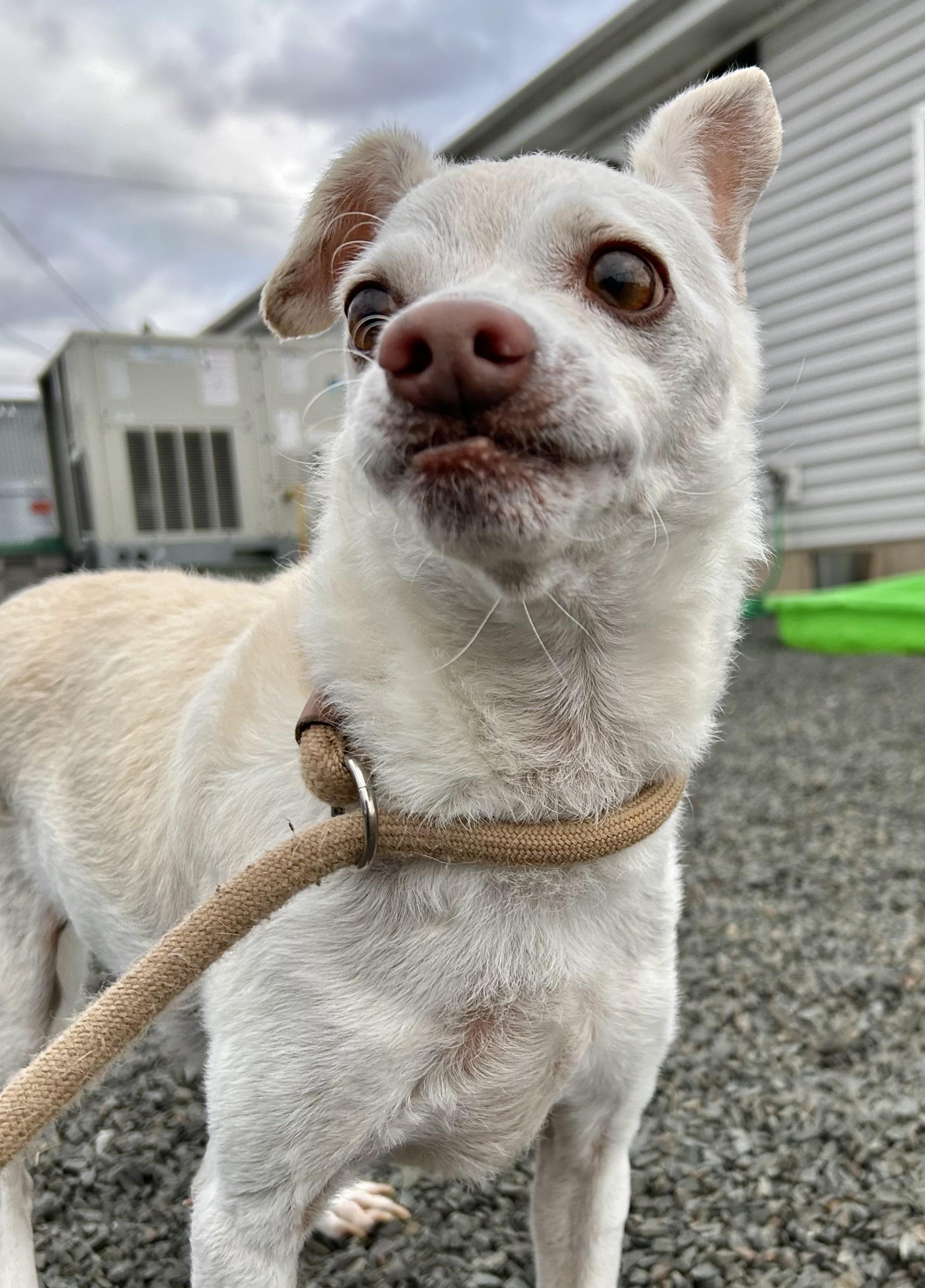 Enlarge JimiChanga, a Adoptable mixed breed in Wallingford, CT image 2/3