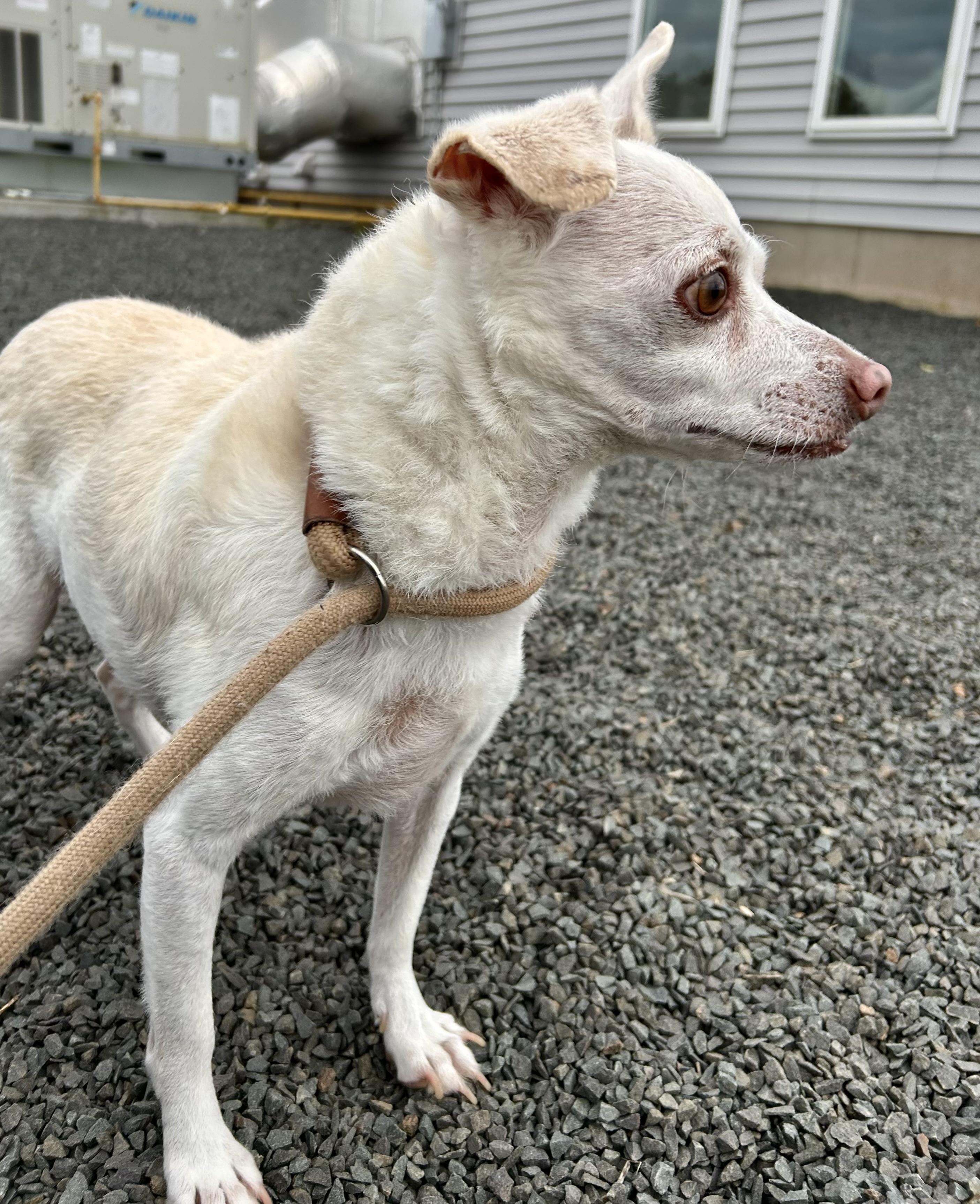 Enlarge JimiChanga, a Adoptable mixed breed in Wallingford, CT image 3/3