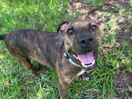Enlarge Crash Bandicoot, a Adoptable mixed breed in Gainesville, FL image 1/3