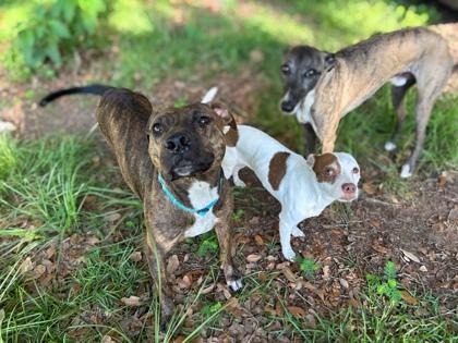 Enlarge Crash Bandicoot, a Adoptable mixed breed in Gainesville, FL image 2/3