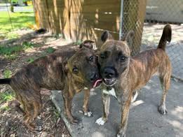 Enlarge Crash Bandicoot, a Adoptable mixed breed in Gainesville, FL image 3/3