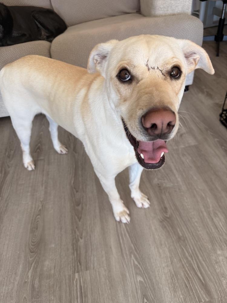 Buddy, Adoptable, Adult Male Labrador Retriever.