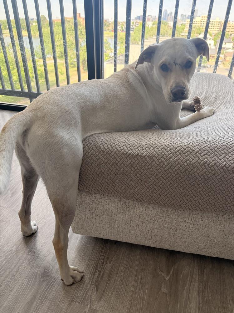 Enlarge Brooks, a Adoptable Labrador Retriever in Denver, CO image 2/6