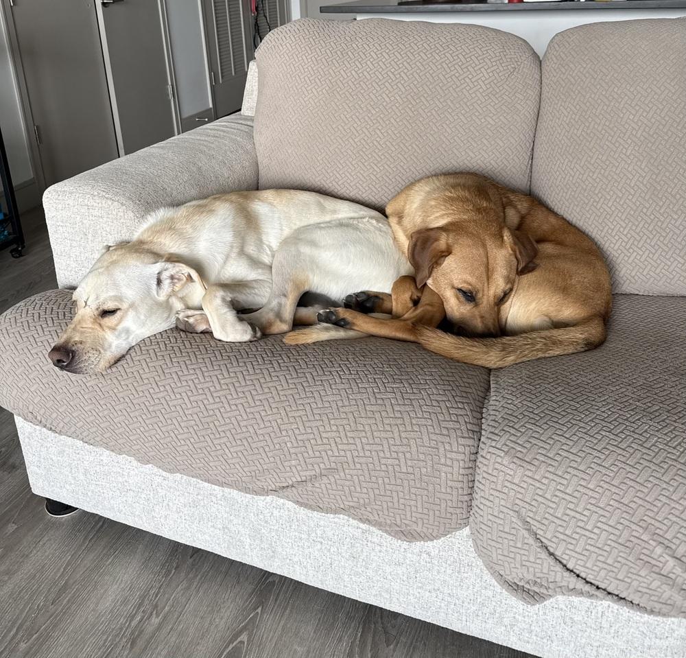 Enlarge Buddy, a Adoptable Labrador Retriever in Denver, CO image 2/6