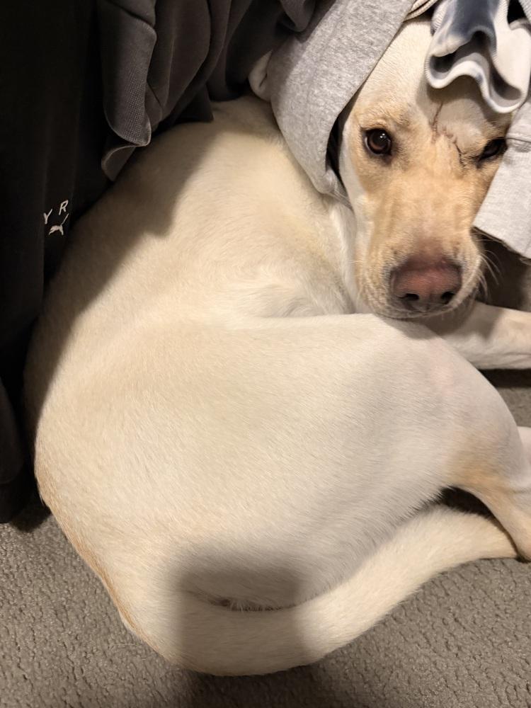 Enlarge Buddy, a Adoptable Labrador Retriever in Denver, CO image 3/6