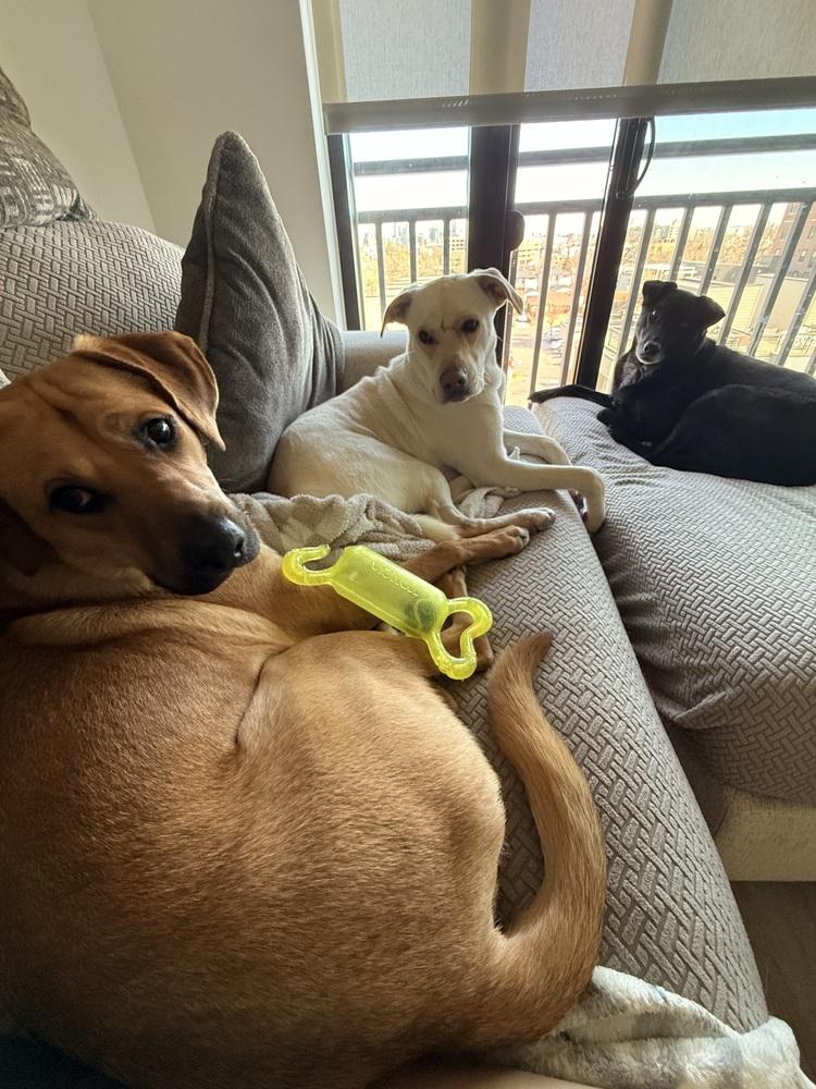 Enlarge Buddy, a Adoptable Labrador Retriever in Denver, CO image 4/6