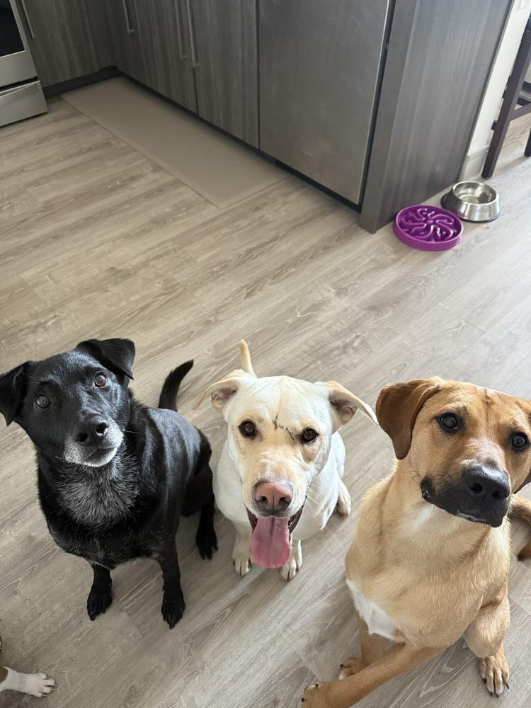 Enlarge Buddy, a Adoptable Labrador Retriever in Denver, CO image 5/6