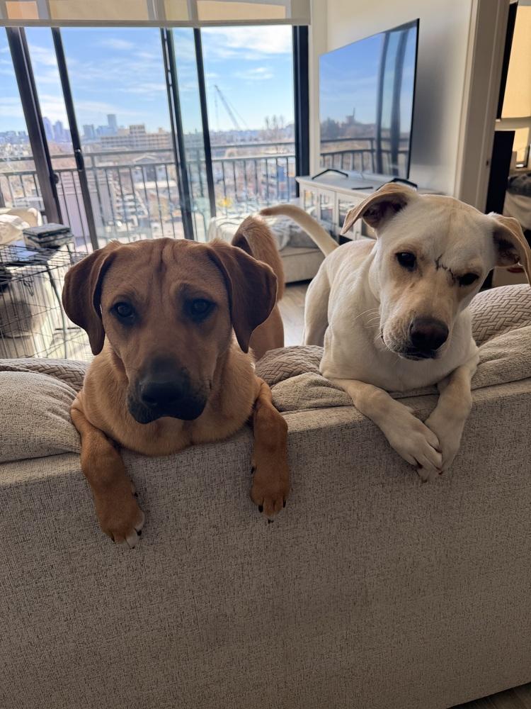 Enlarge Buddy, a Adoptable Labrador Retriever in Denver, CO image 6/6