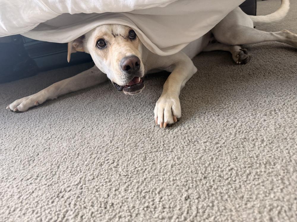 Enlarge Brooks, a Adoptable Labrador Retriever in Denver, CO image 6/6