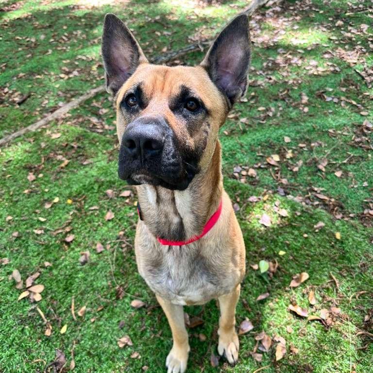 Enlarge Kennedy, a Adoptable German Shepherd Dog in Lauderhill, FL image 3/4