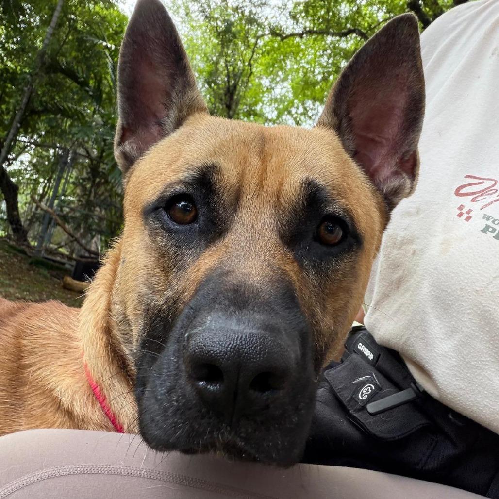 Enlarge Kennedy, a Adoptable German Shepherd Dog in Lauderhill, FL image 2/4