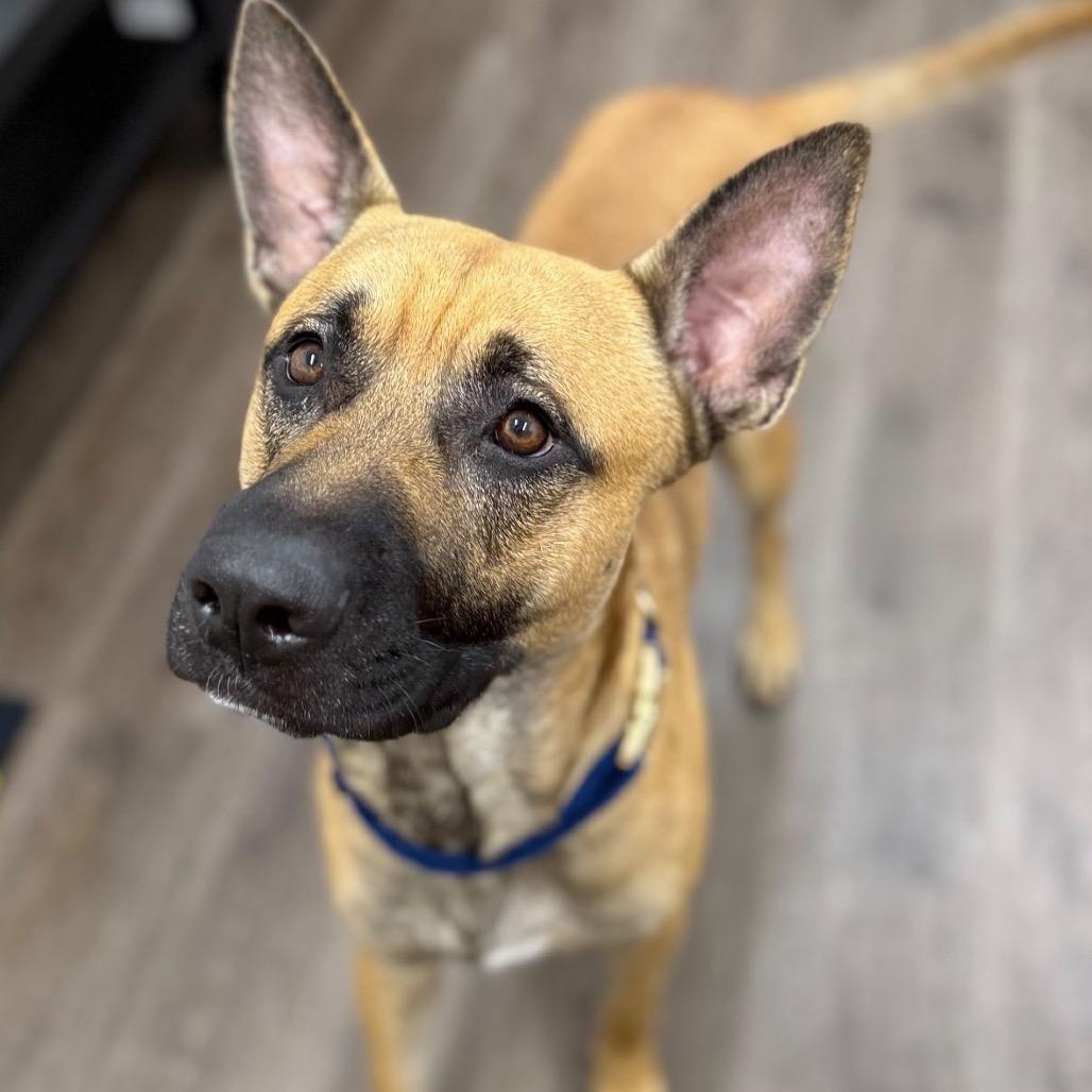 Kennedy, Adoptable, Adult Male German Shepherd Dog.