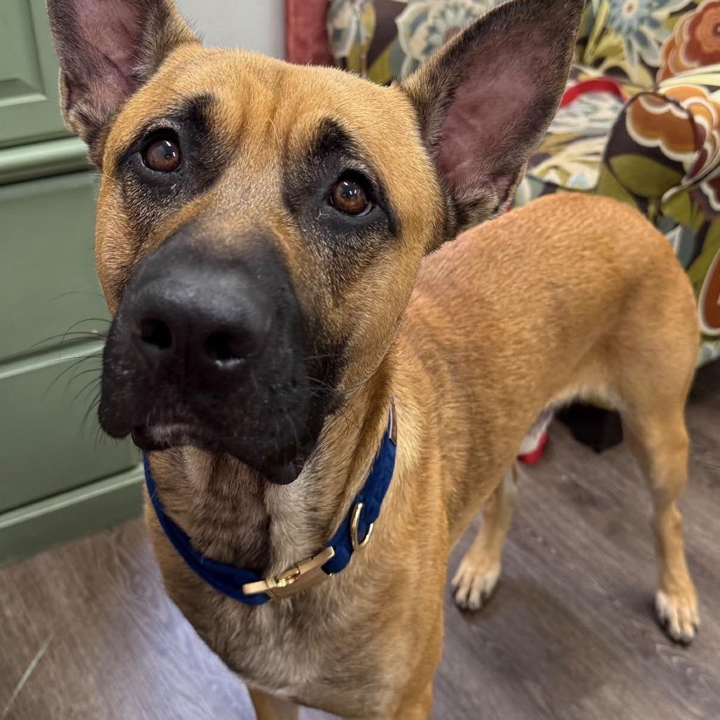 Enlarge Kennedy, a Adoptable German Shepherd Dog in Lauderhill, FL image 4/4