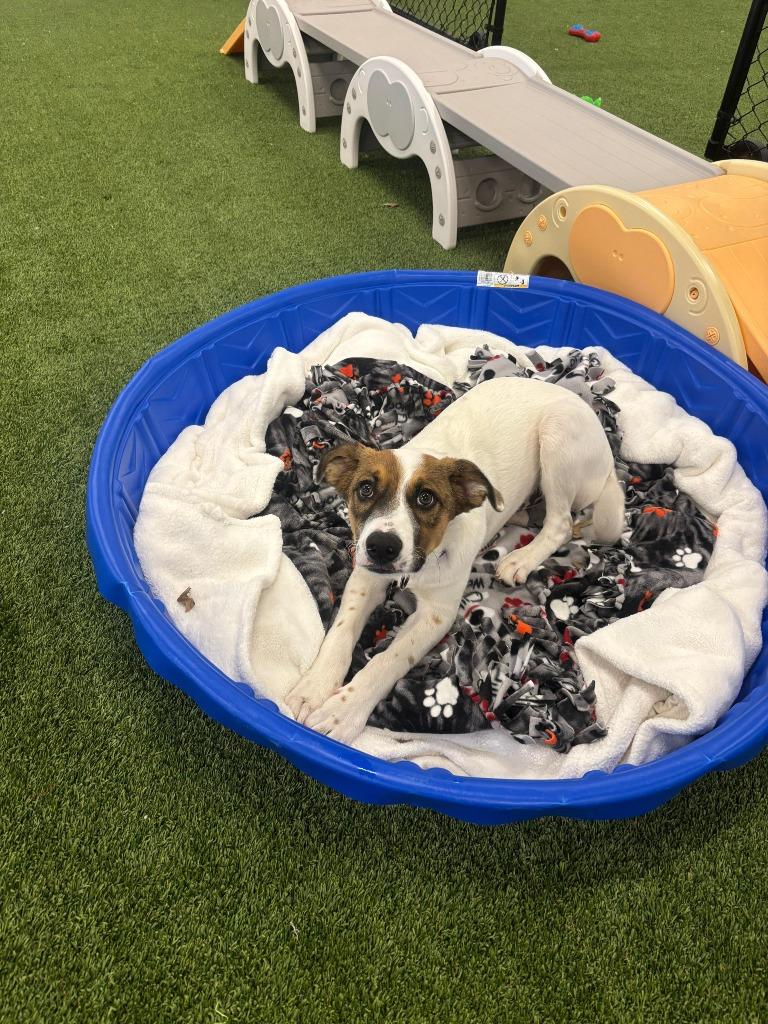 Moss, Adoptable, Puppy Male Collie & Shepherd.