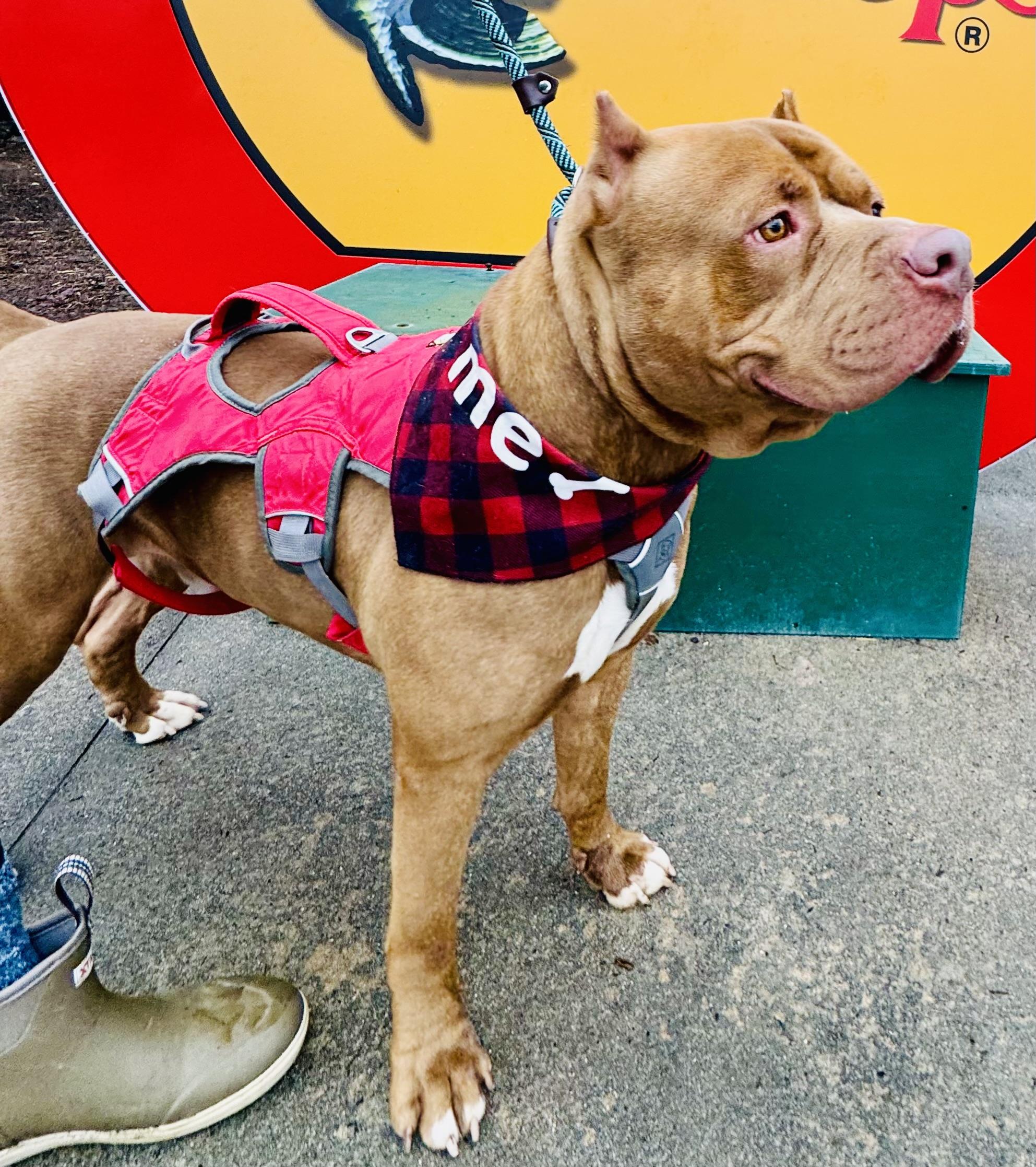 Enlarge LOKI, a Adoptable mixed breed in Newborn, GA image 1/6