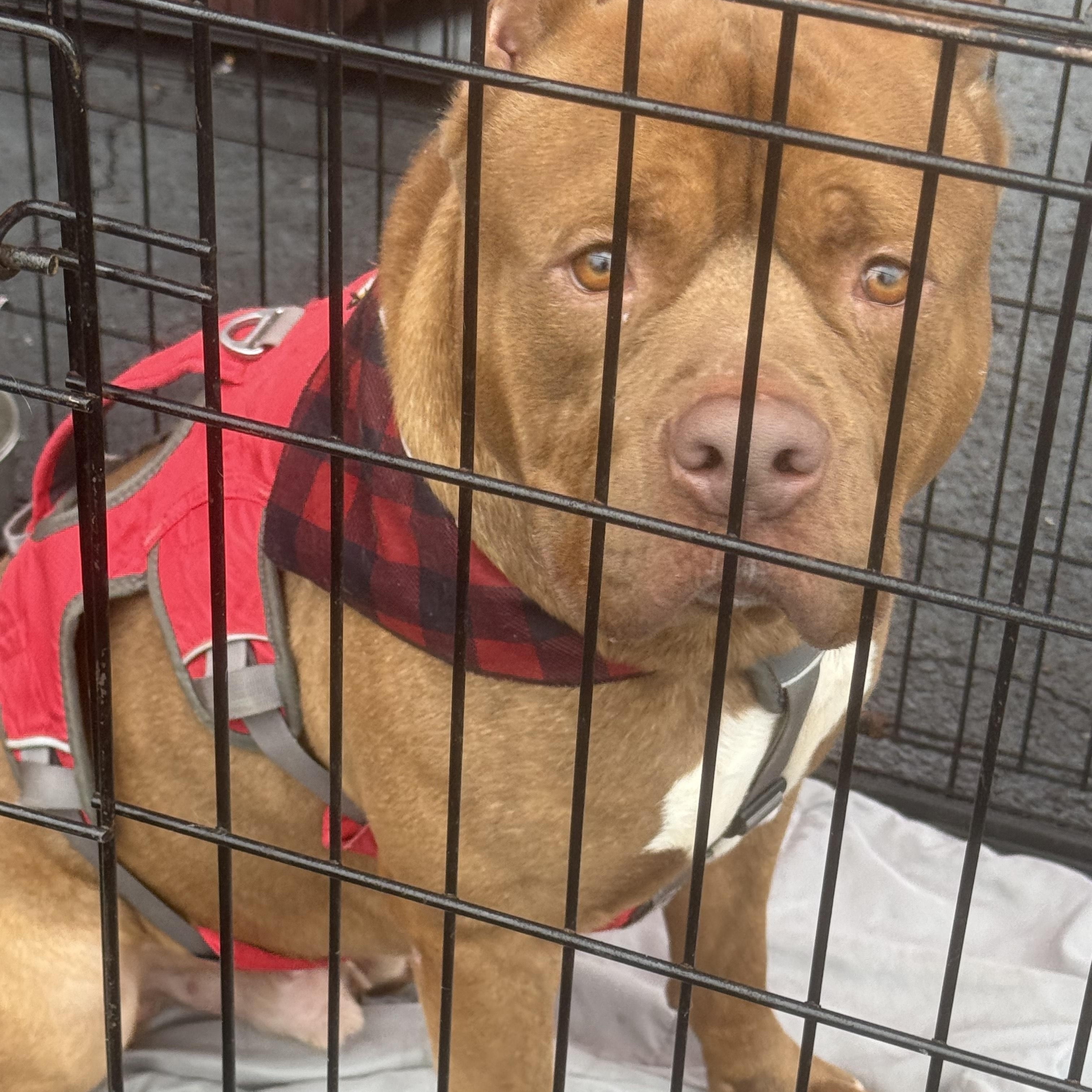 Enlarge LOKI, a Adoptable mixed breed in Newborn, GA image 2/6