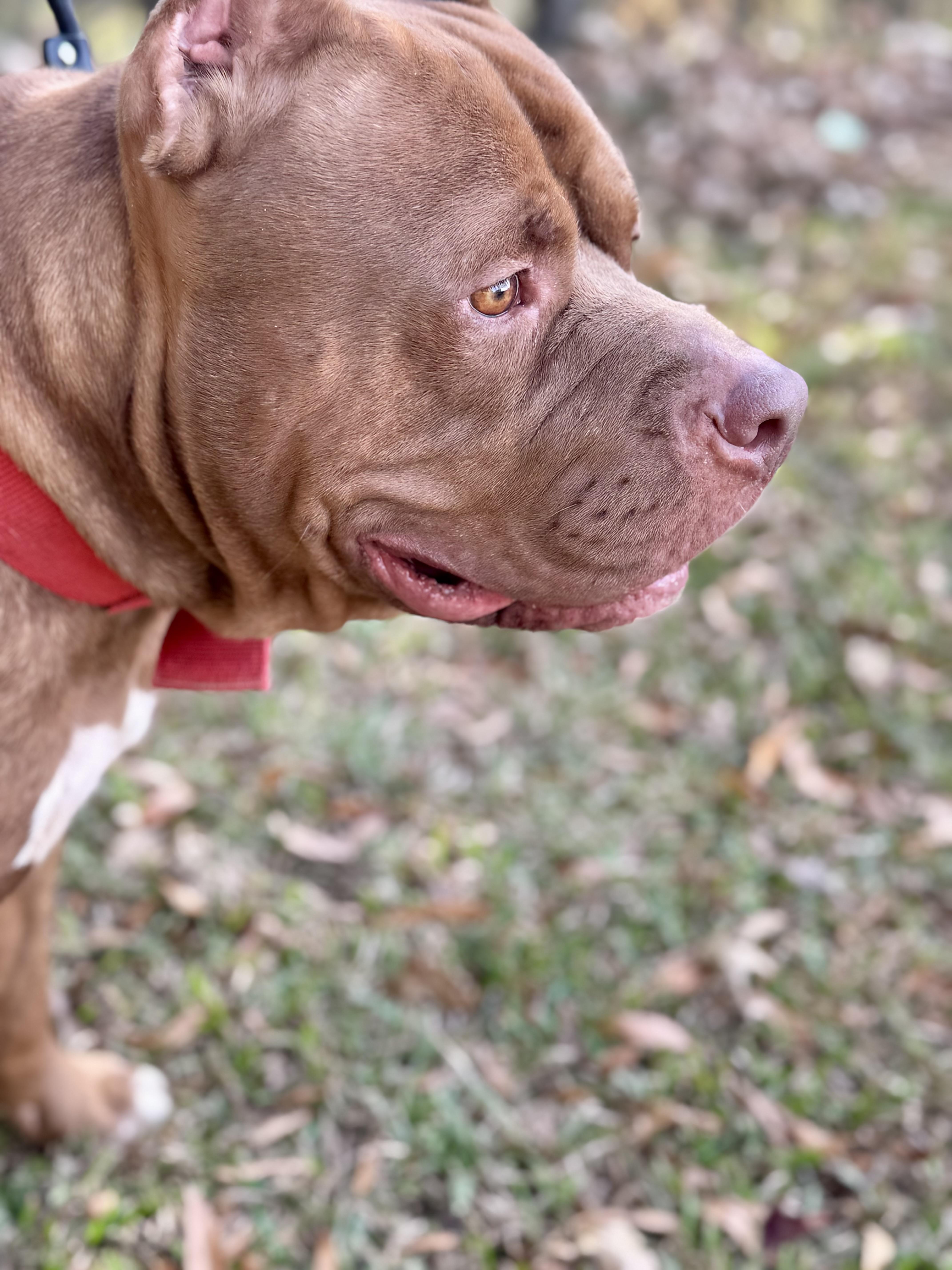 Enlarge LOKI, a Adoptable mixed breed in Newborn, GA image 5/6