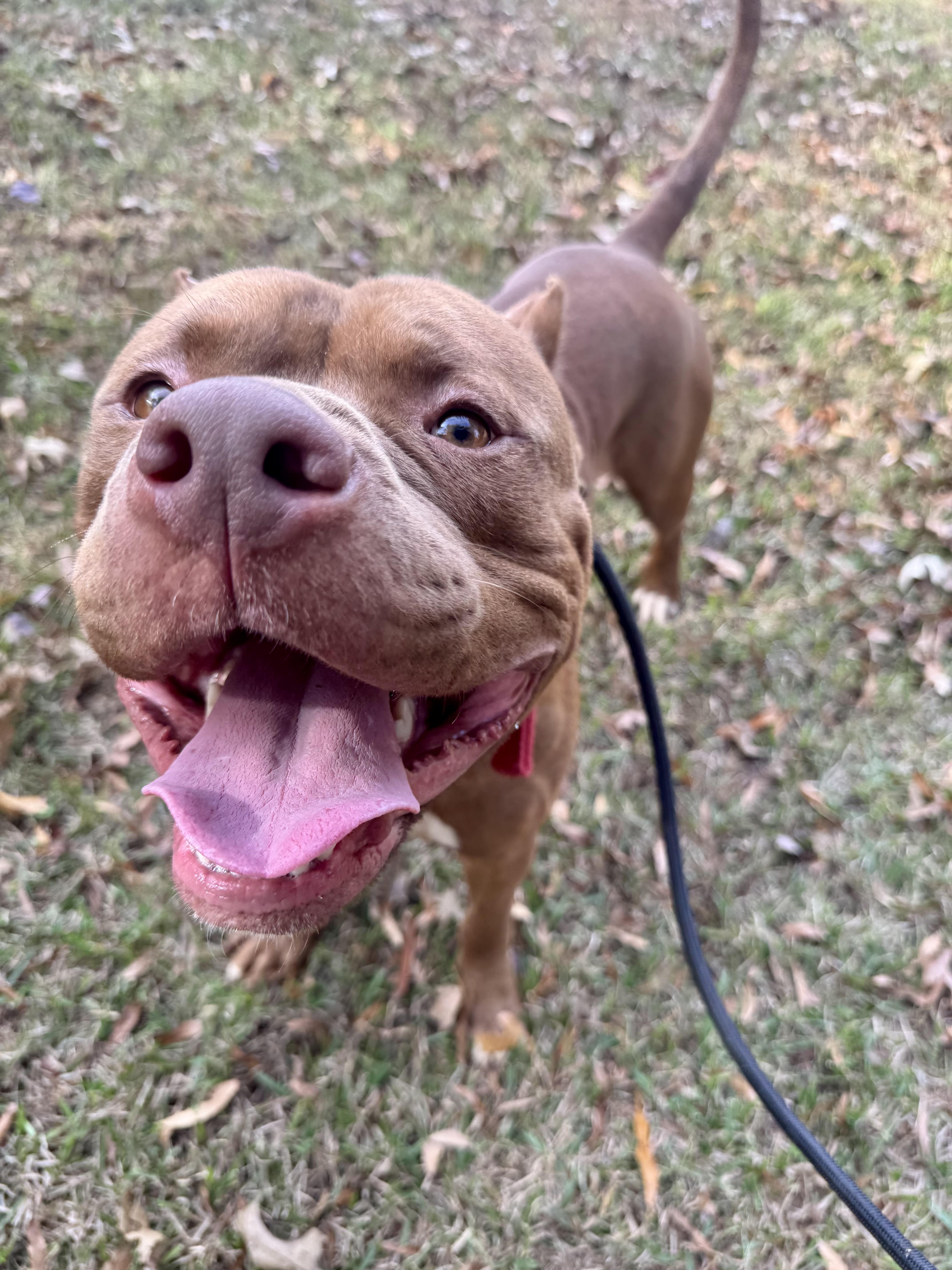 Enlarge LOKI, a Adoptable mixed breed in Newborn, GA image 4/6