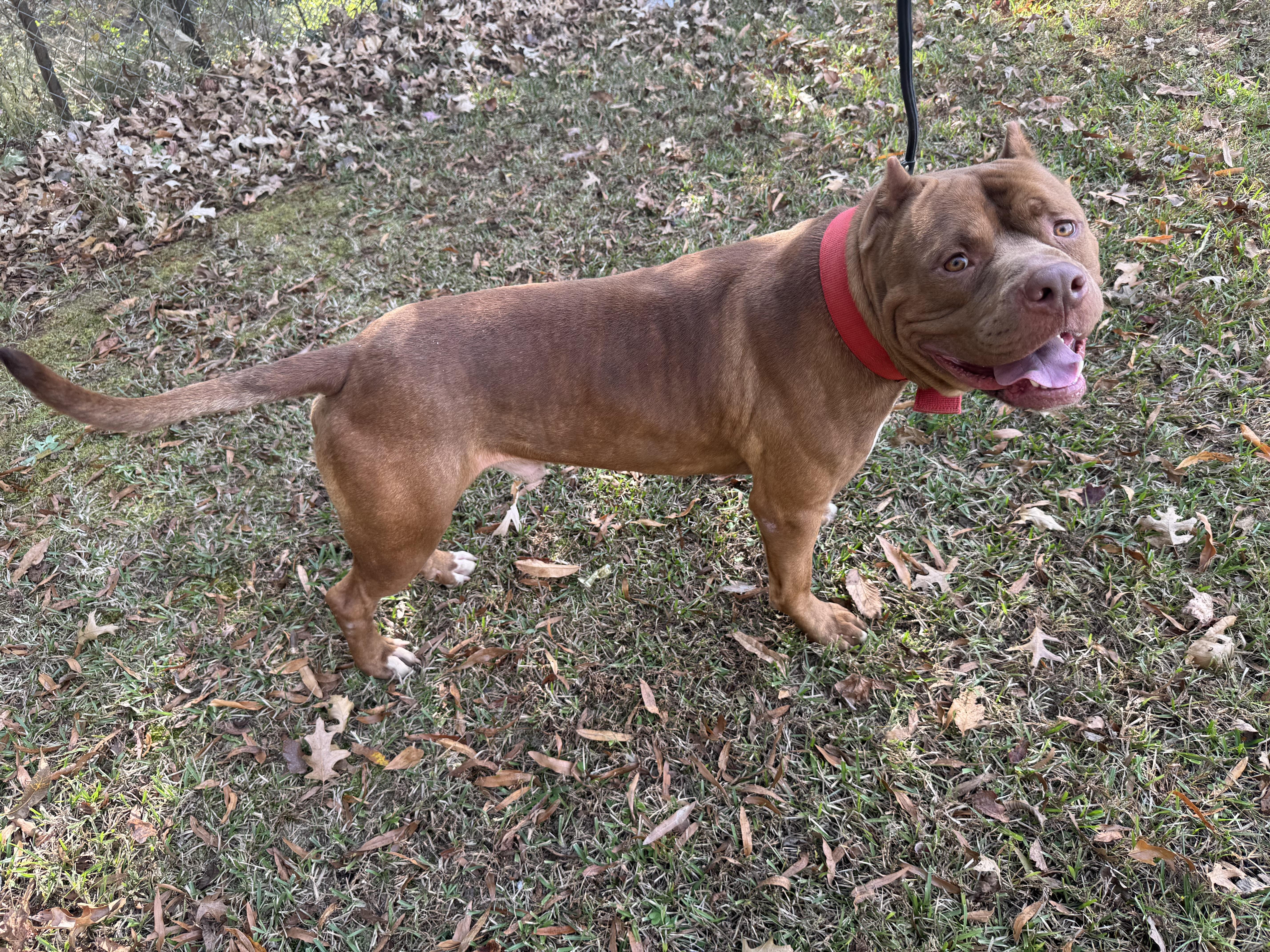 Enlarge LOKI, a Adoptable mixed breed in Newborn, GA image 3/6