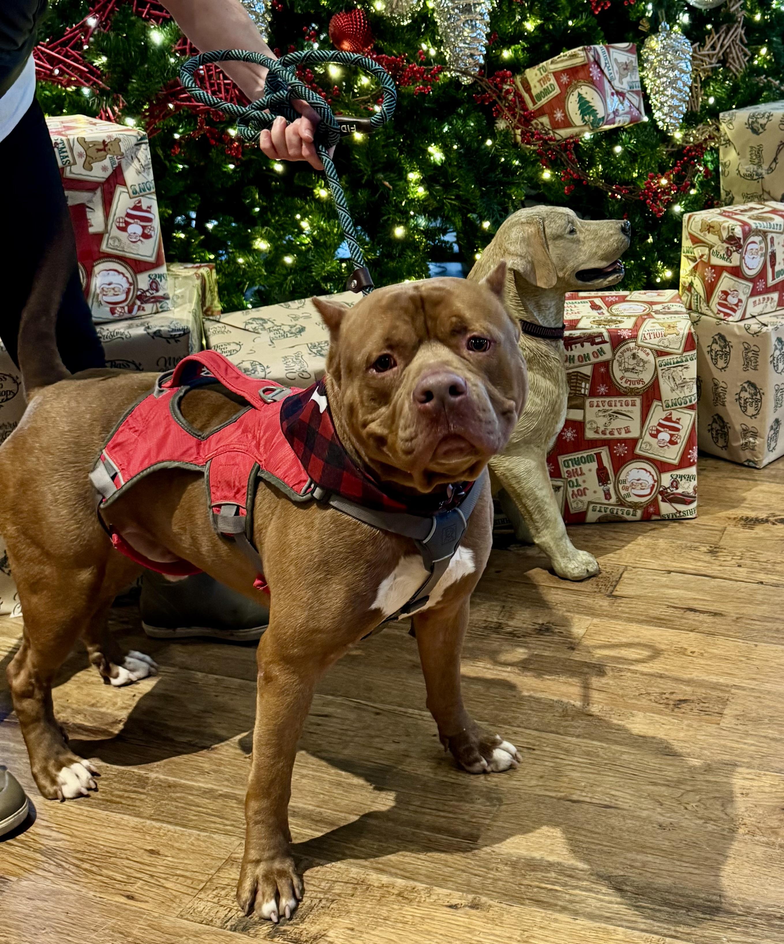 Enlarge LOKI, a Adoptable mixed breed in Newborn, GA image 6/6