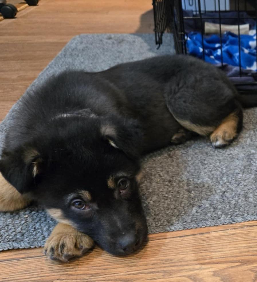 Enlarge Loki, a Adoptable mixed breed in Oshawa, ON image 1/4