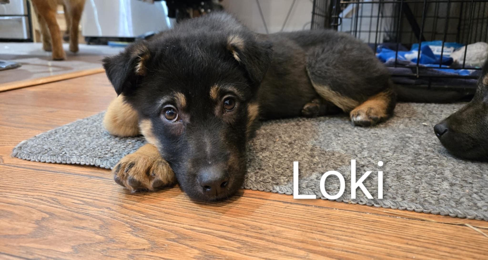 Enlarge Loki, a Adoptable mixed breed in Oshawa, ON image 3/4