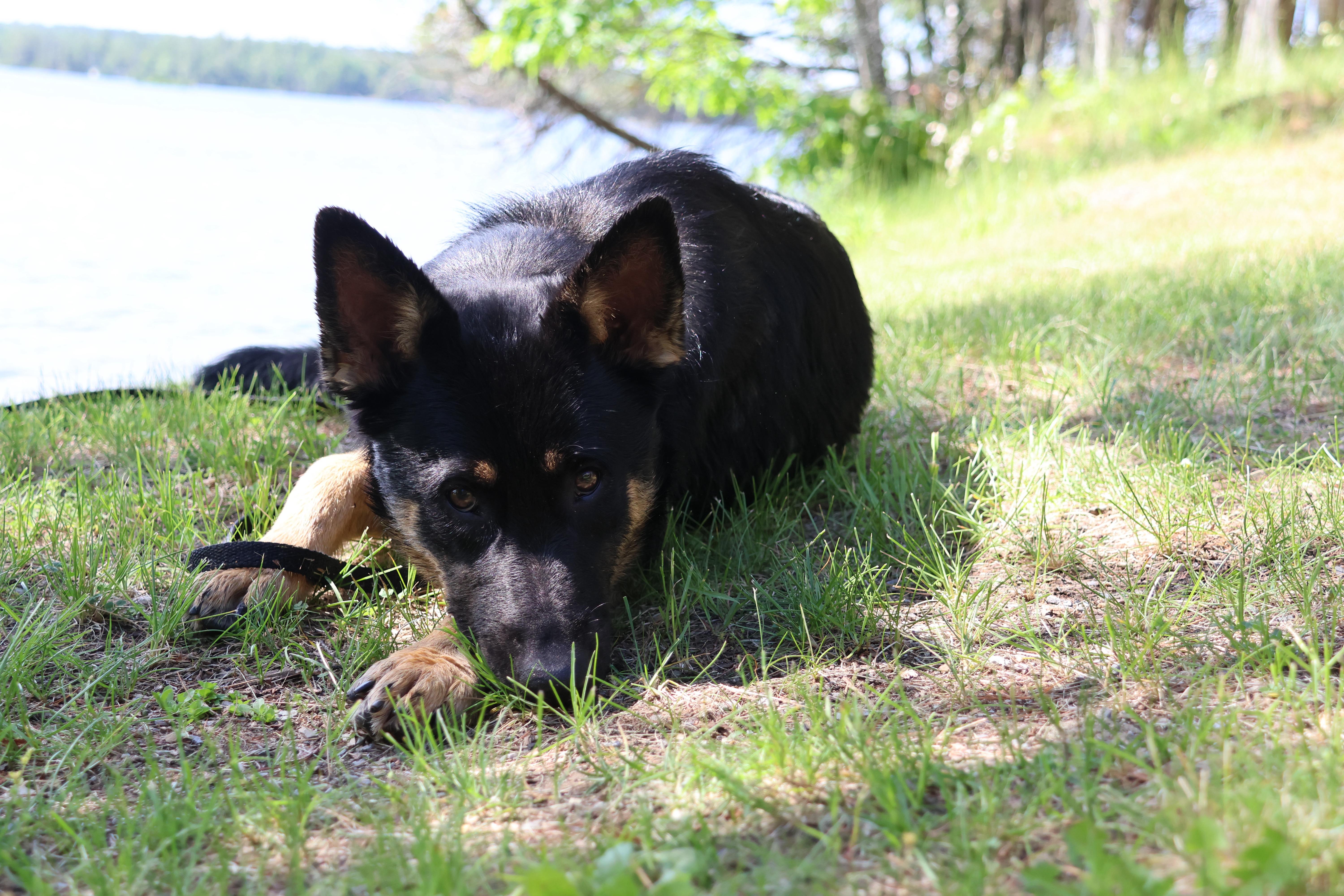 Loki, adoptable, Puppy Male Shepherd.