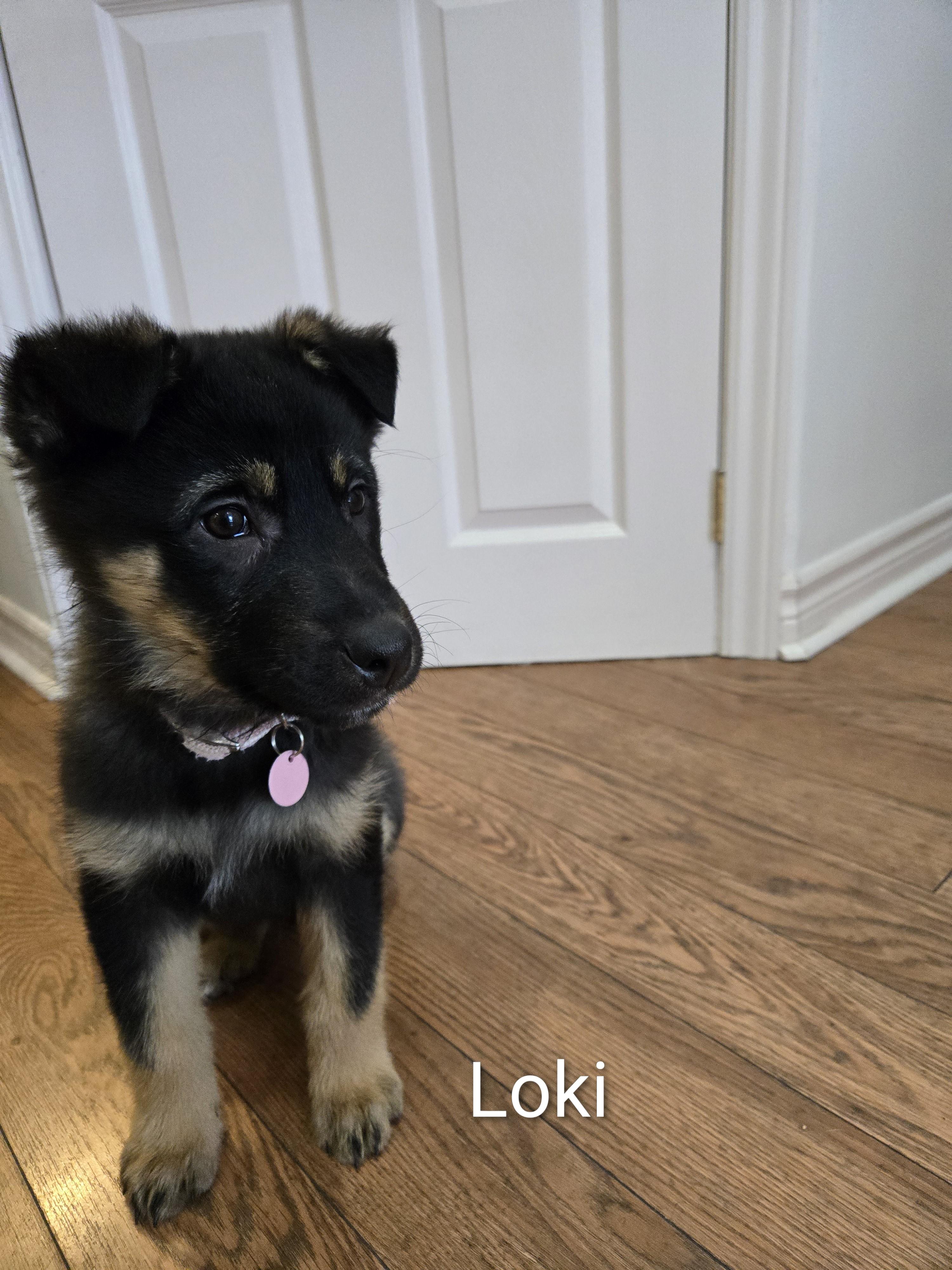 Enlarge Loki, a Adoptable mixed breed in Oshawa, ON image 4/4
