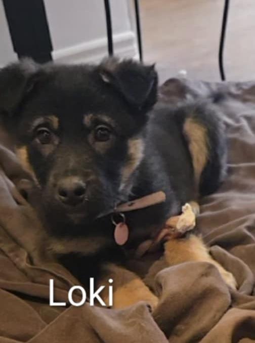 Enlarge Loki, a Adoptable mixed breed in Oshawa, ON image 2/4