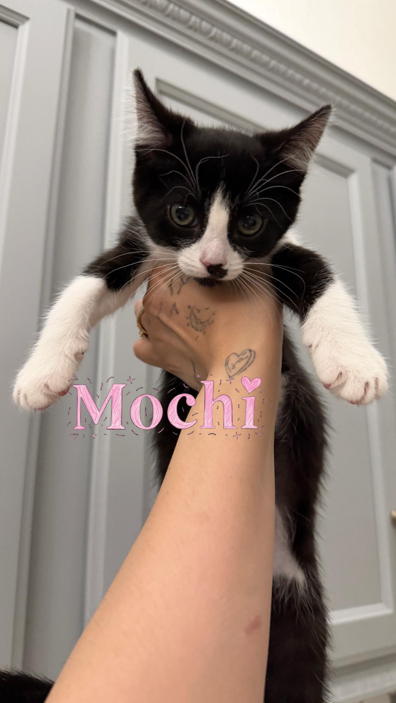 Enlarge Mochi, an adopted Domestic Short Hair in Chandler, AZ image 1/1