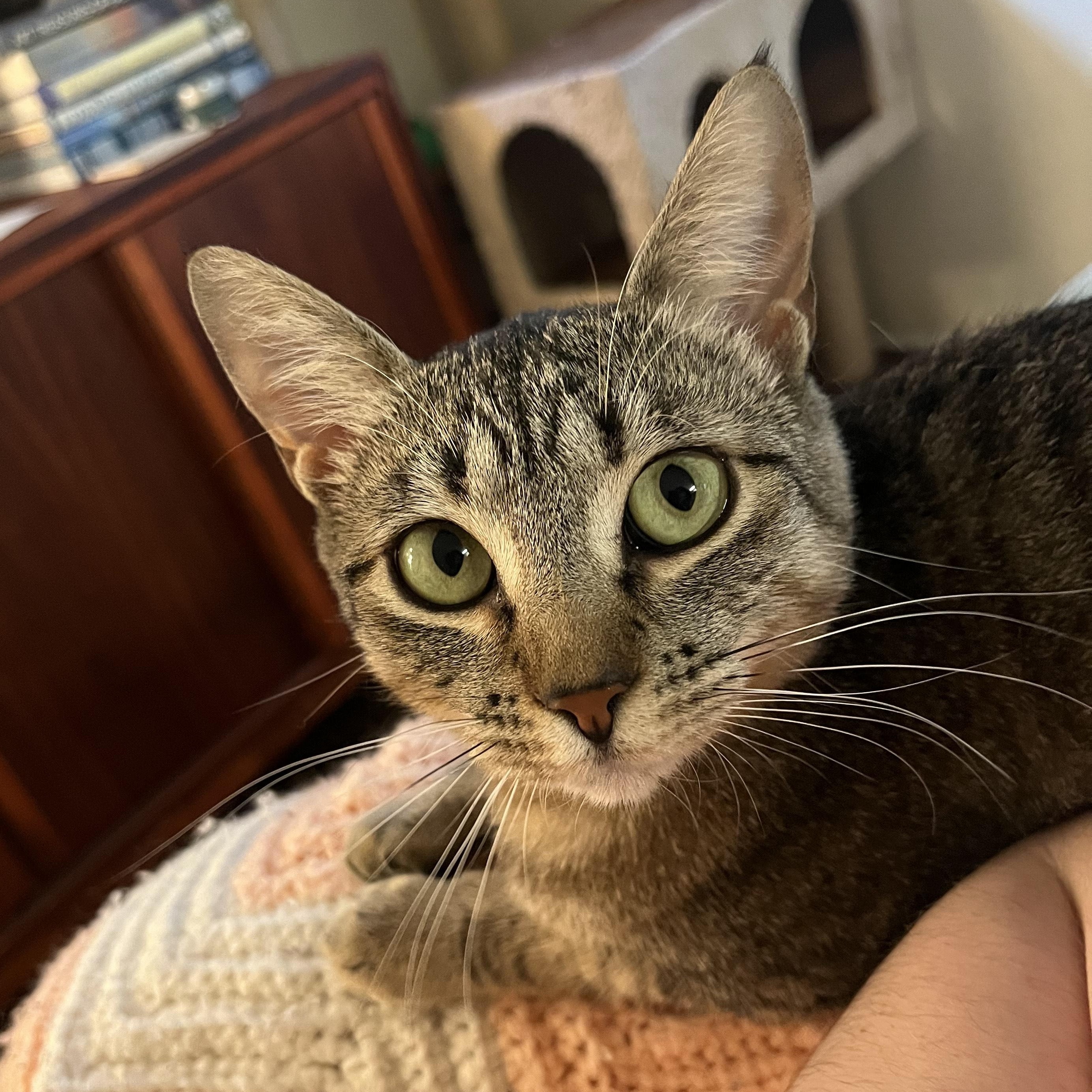 Sweetie Pie Junior, an adoptable Tabby in Springfield, OR, 97478 | Photo Image 2