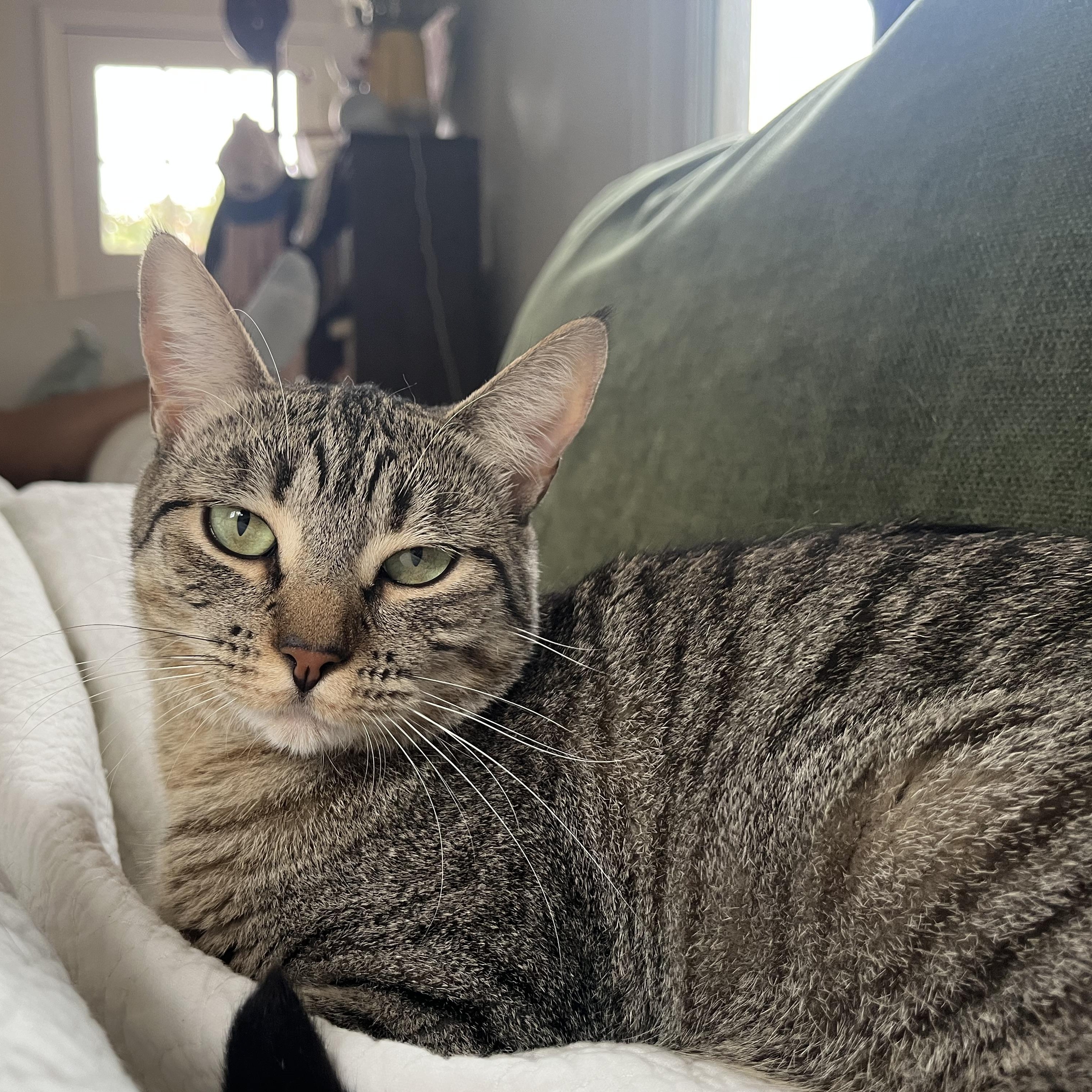 Sweetie Pie Junior, Adoptable, Young Female Tabby & Domestic Short Hair.