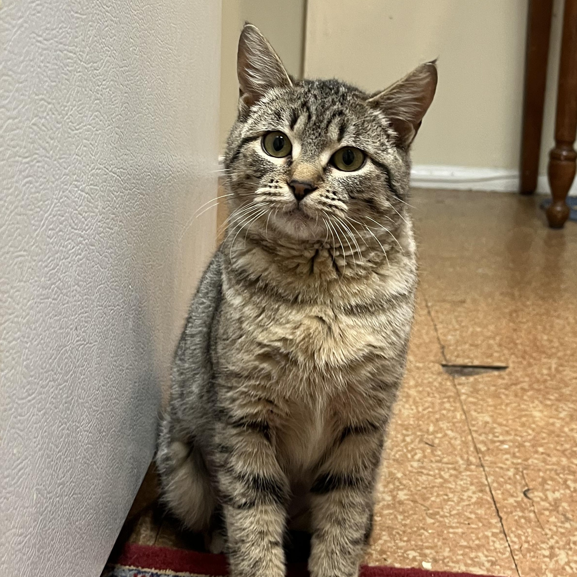 Sweetie Pie Junior, an adoptable Tabby in Springfield, OR, 97478 | Photo Image 4