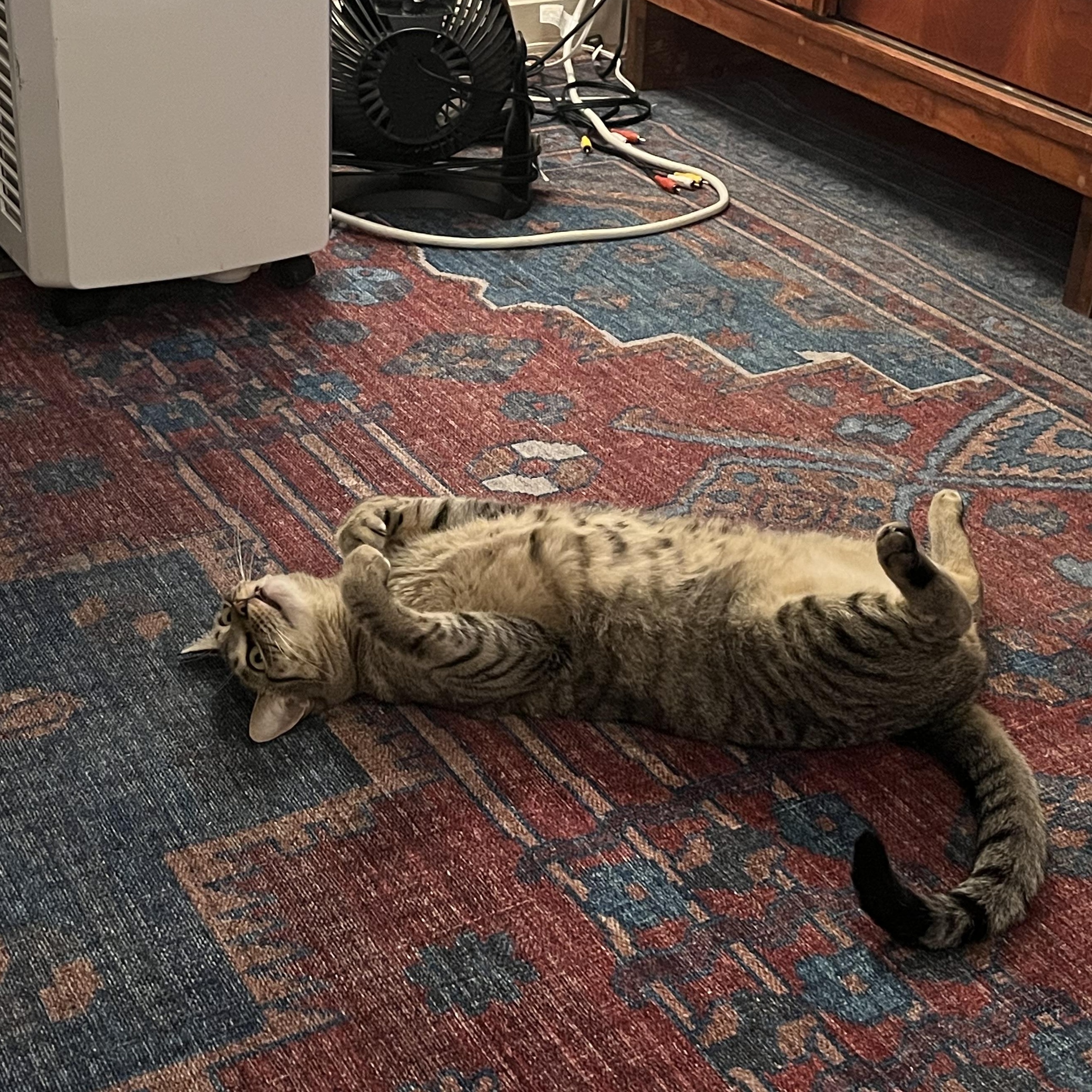 Sweetie Pie Junior, a Adoptable Tabby in Springfield, OR image 6/6