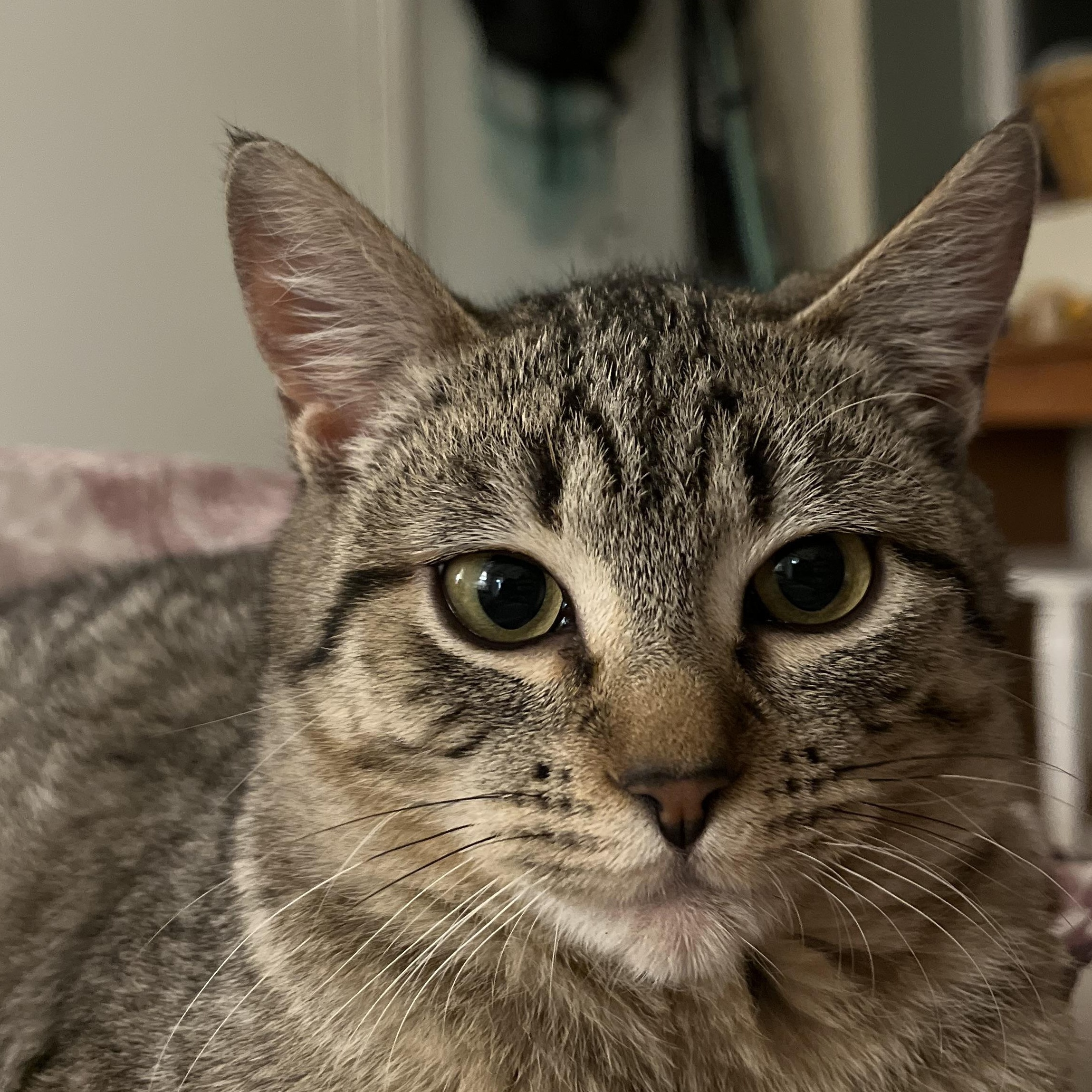 Sweetie Pie Junior, an adoptable Tabby in Springfield, OR, 97478 | Photo Image 6