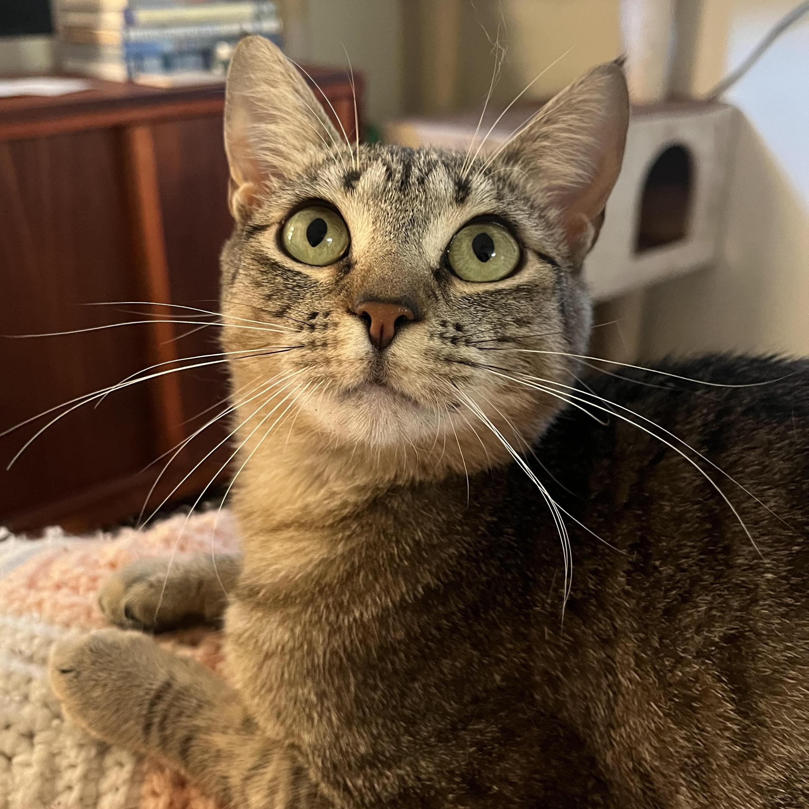 Sweetie Pie Junior, an adoptable Tabby in Springfield, OR, 97478 | Photo Image 1