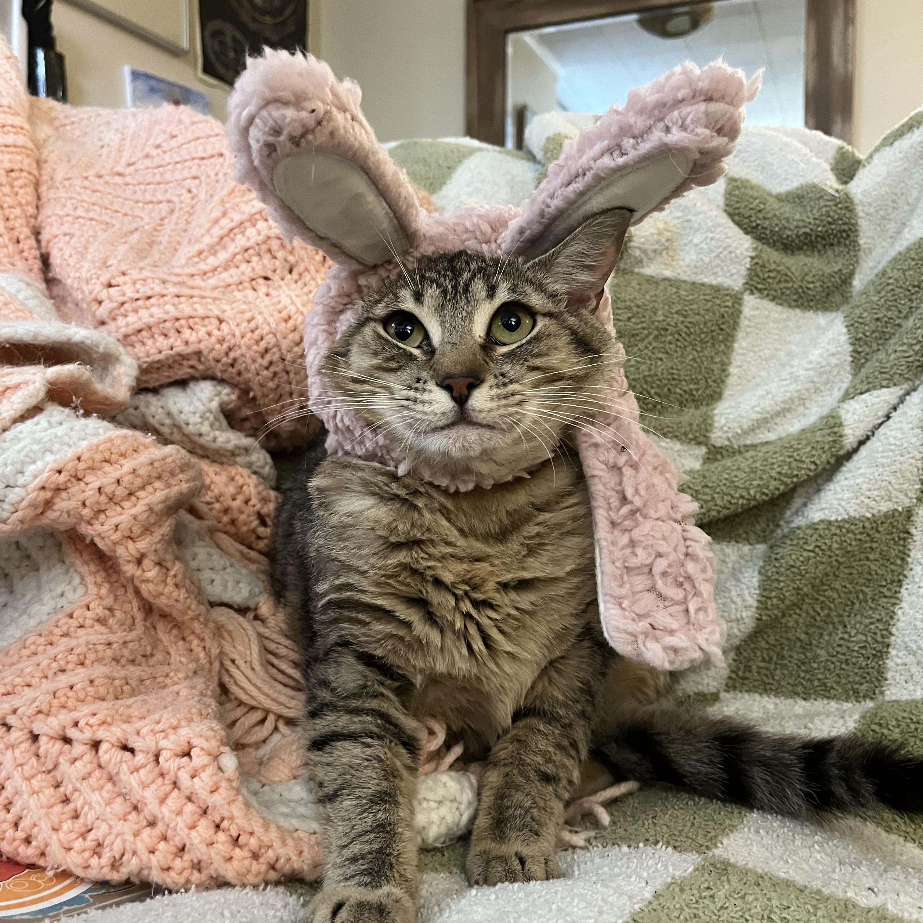 Sweetie Pie Junior, an adoptable Tabby in Springfield, OR, 97478 | Photo Image 1