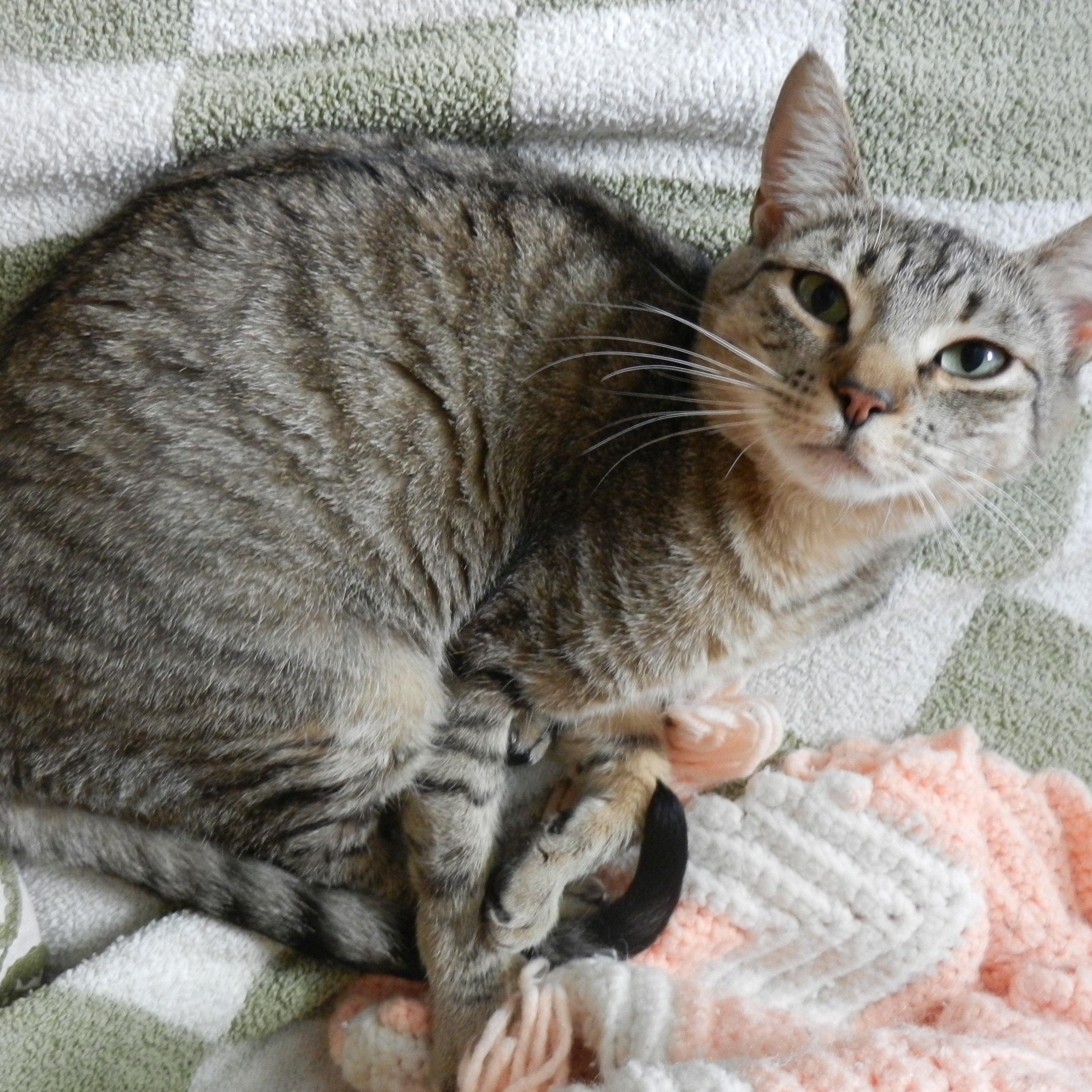 Sweetie Pie Junior, an adoptable Tabby in Springfield, OR, 97478 | Photo Image 3