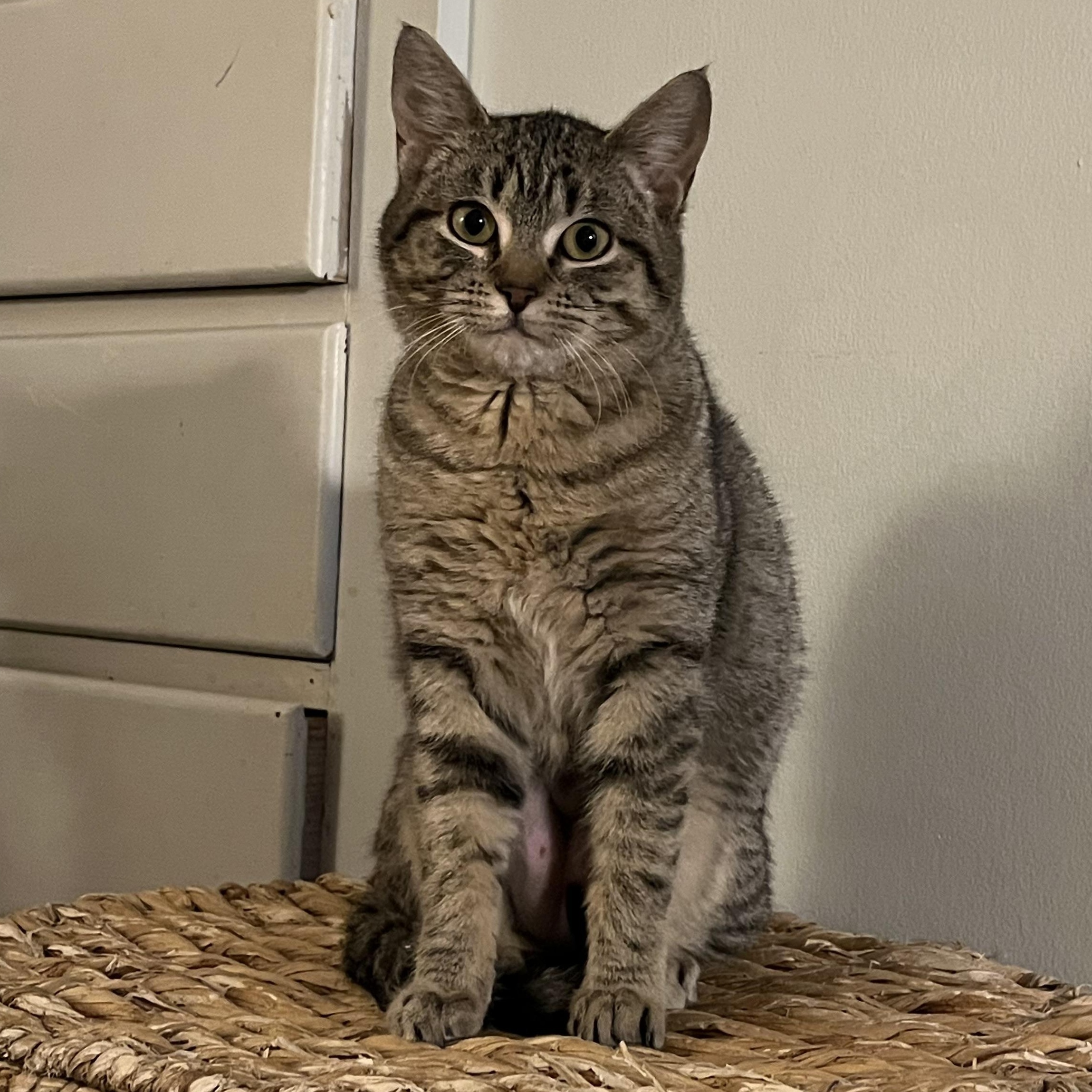 Sweetie Pie Junior, an adoptable Tabby in Springfield, OR, 97478 | Photo Image 2